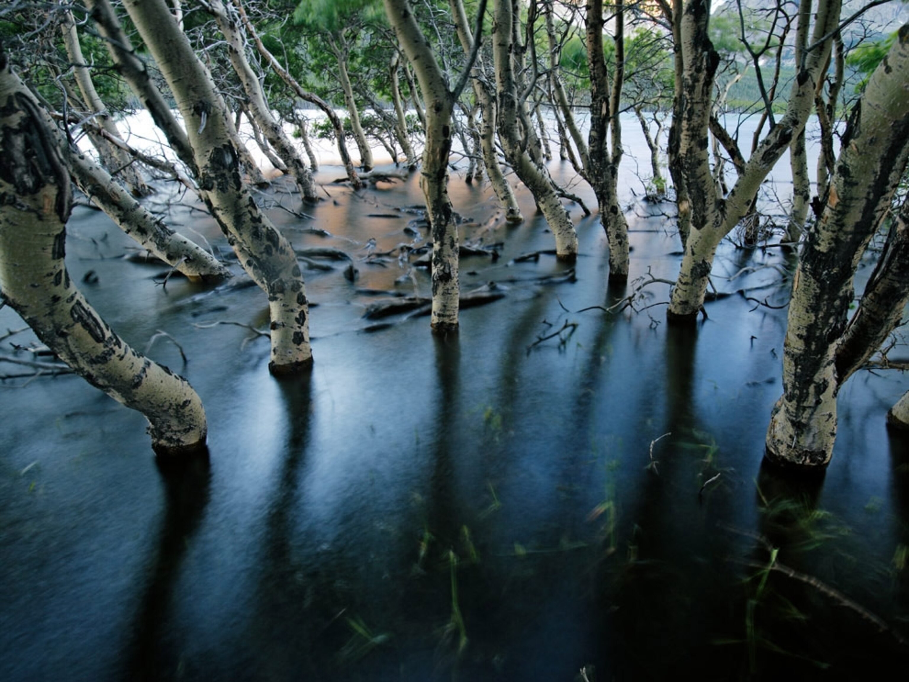 Aspen trunks in water