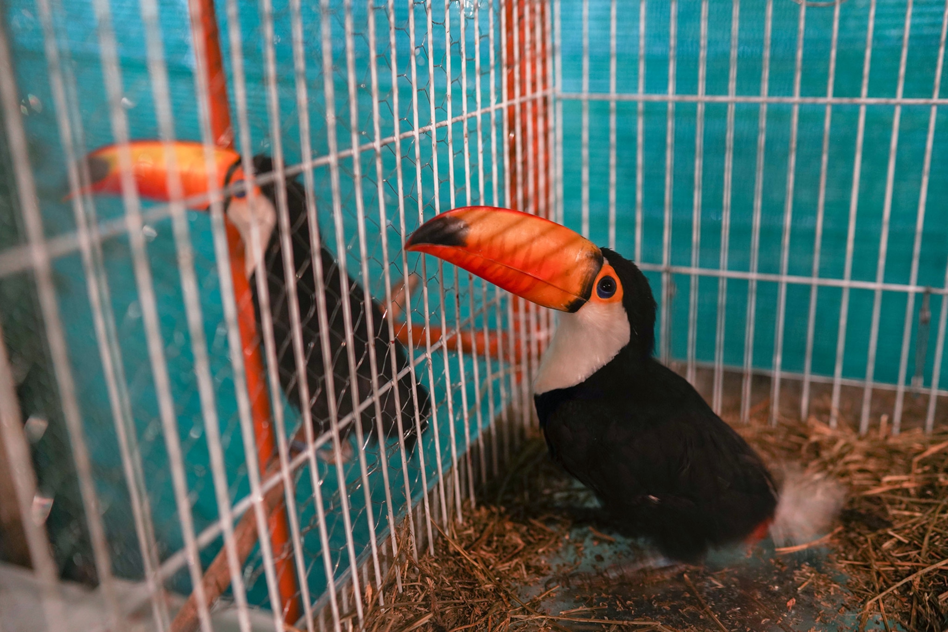 rescued toucans inside a shelter cage
