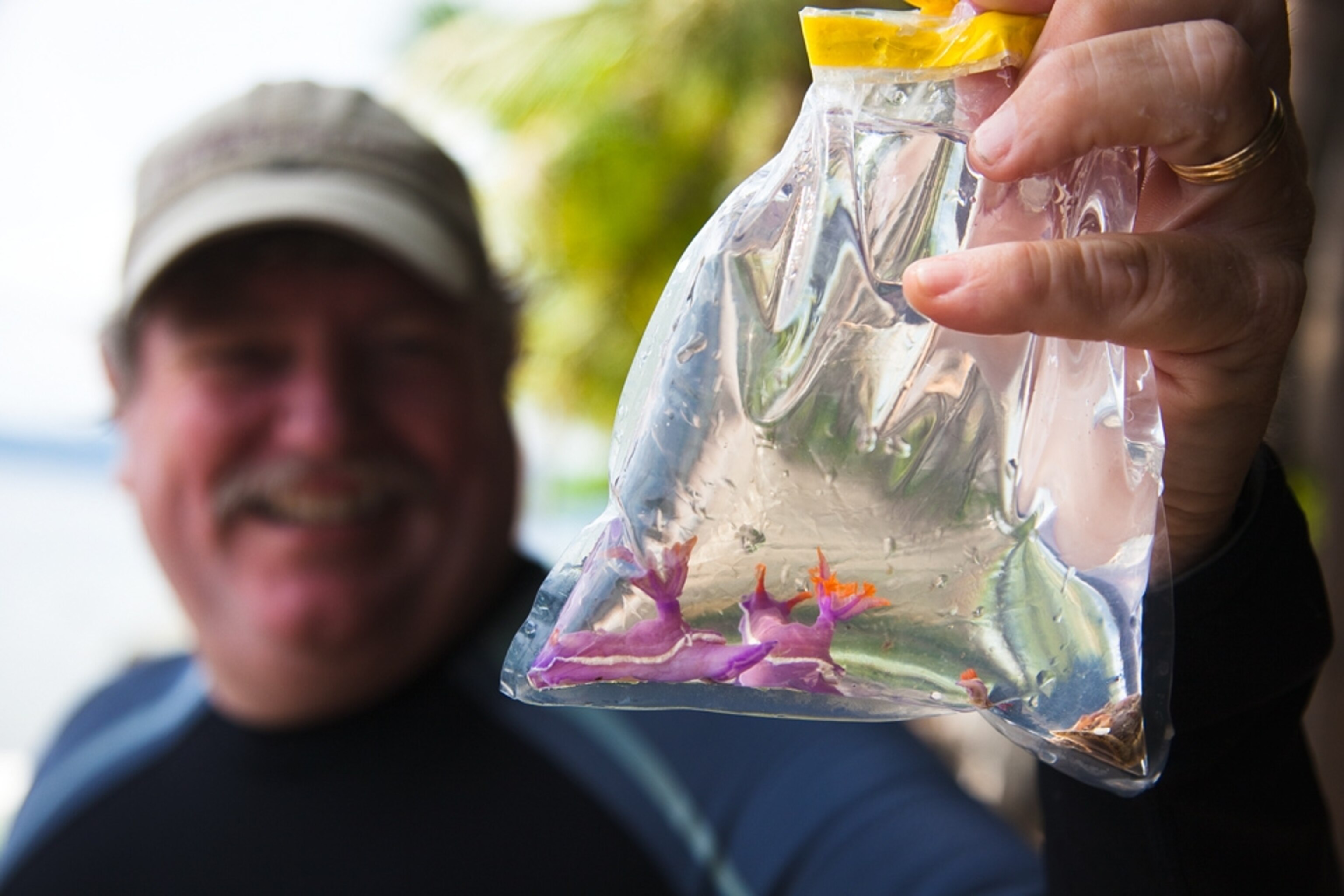 new nudibranchs from the Philippines