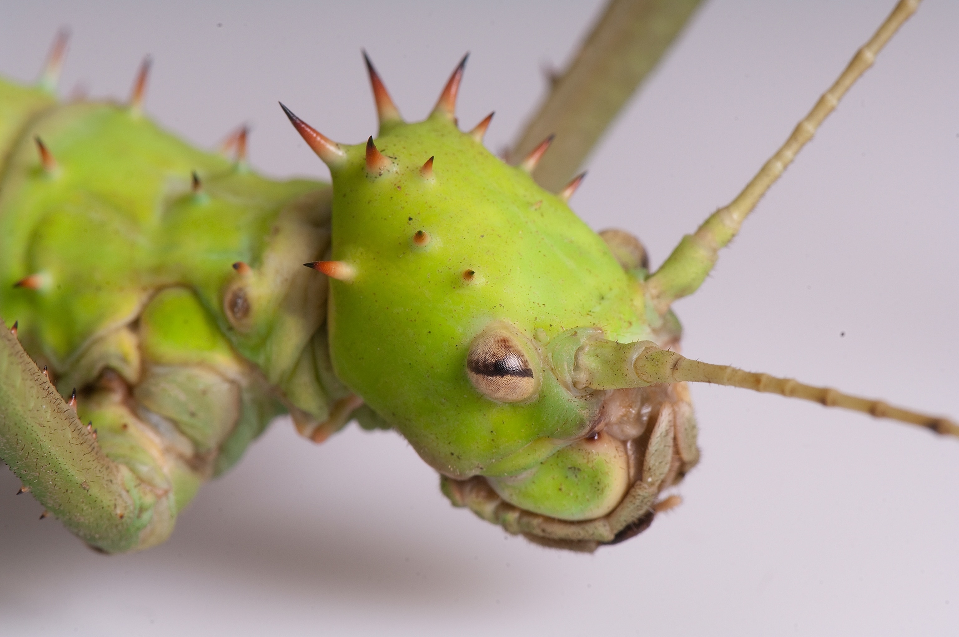 a jungle nymph walking stick taken at the Henry Doorly Zoo