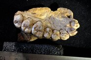 Oldest Human Fossil Outside Africa Discovered National Geographic
