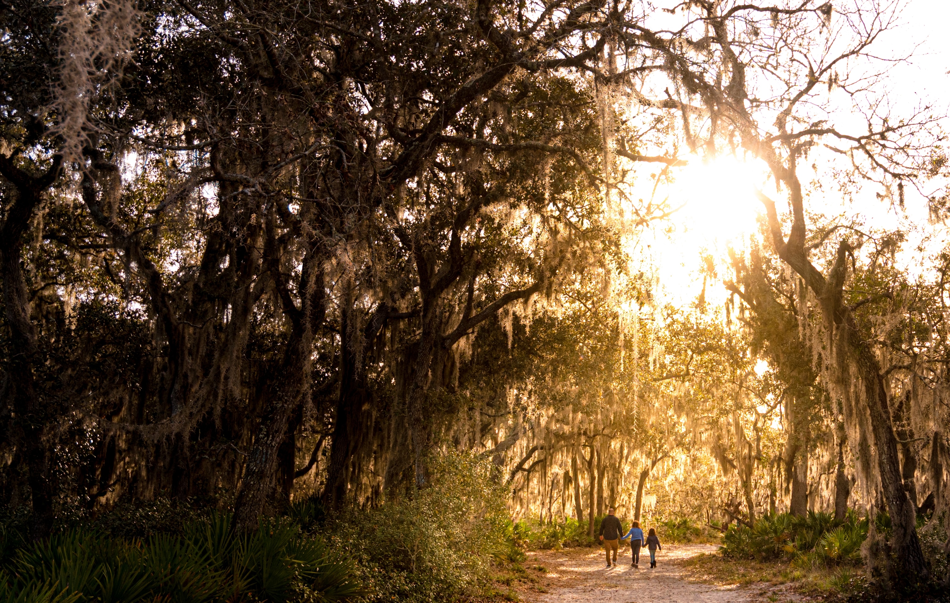 Old nature area south central Florida, family on a walk outdoors with old oak trees, sunflare and lush Spanish moss