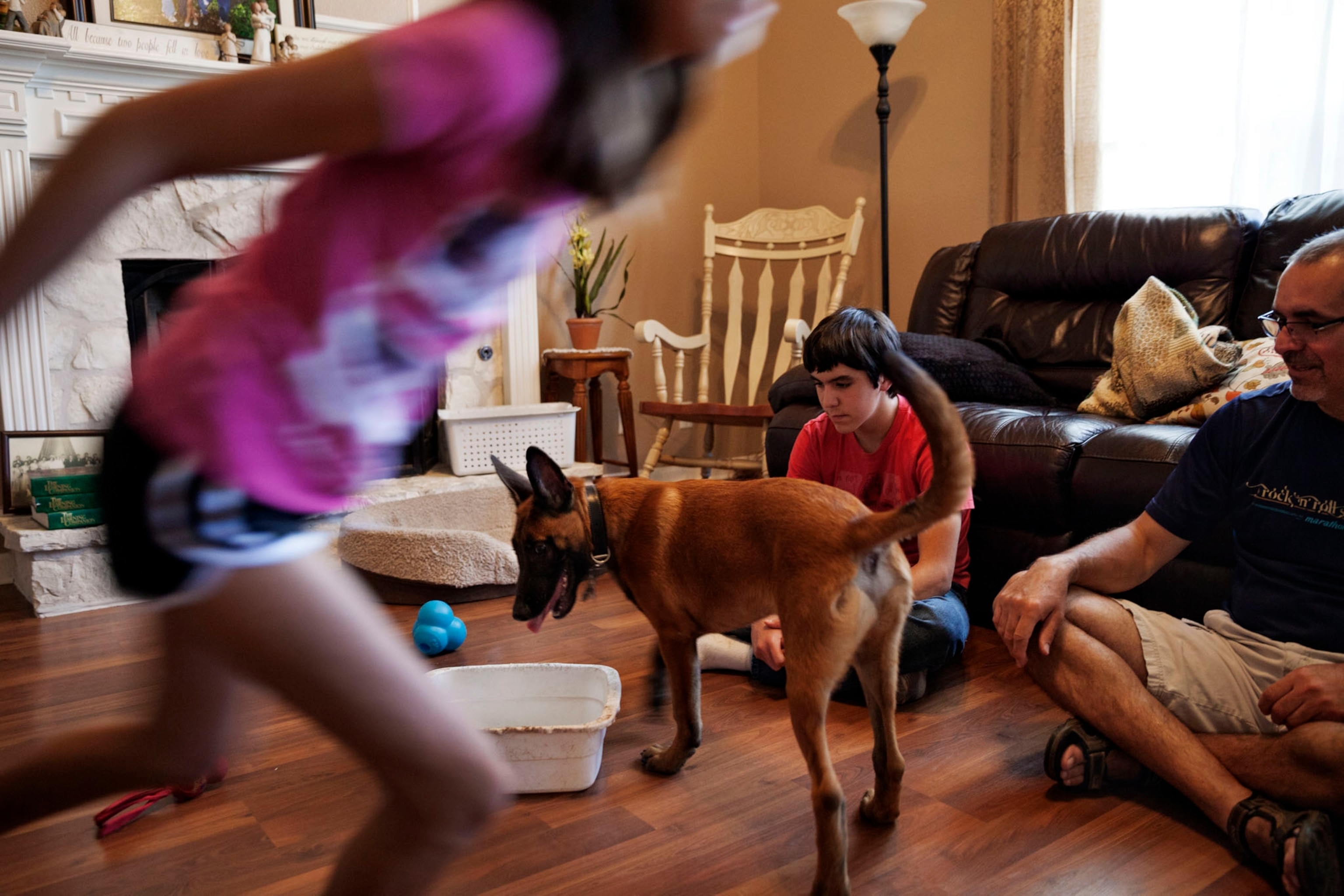 children playing with foster 9-week old Belgian Malinois puppy at their home.
