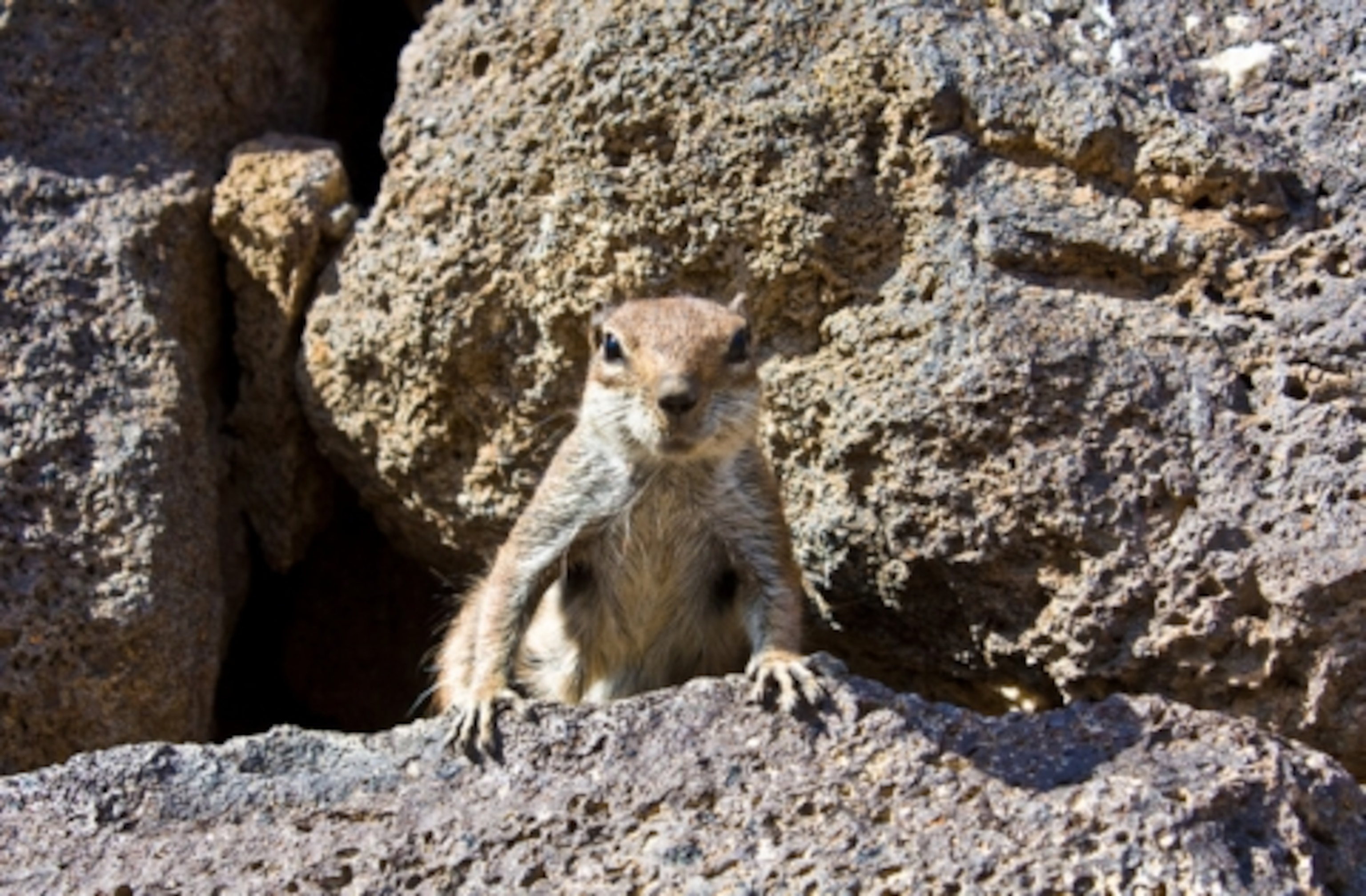 Canary Islands Squirrel.png