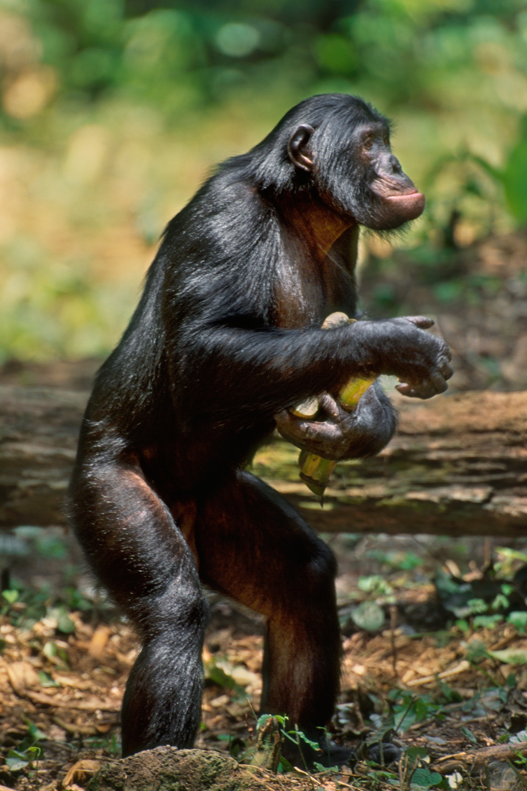 a chimpanzee