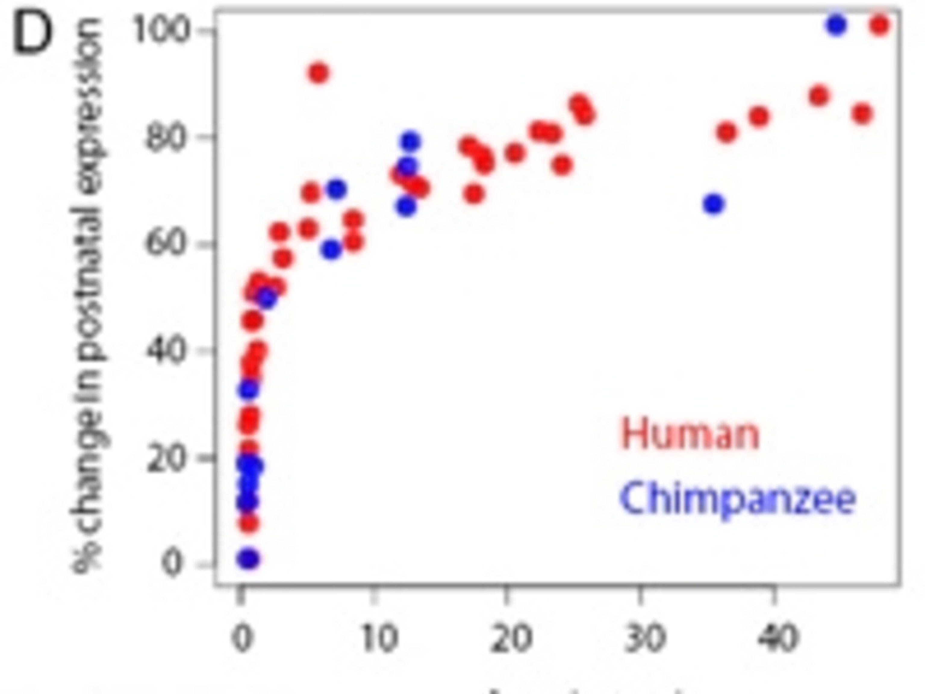 Genetic neoteny – how delayed genes separate human brains from chimps