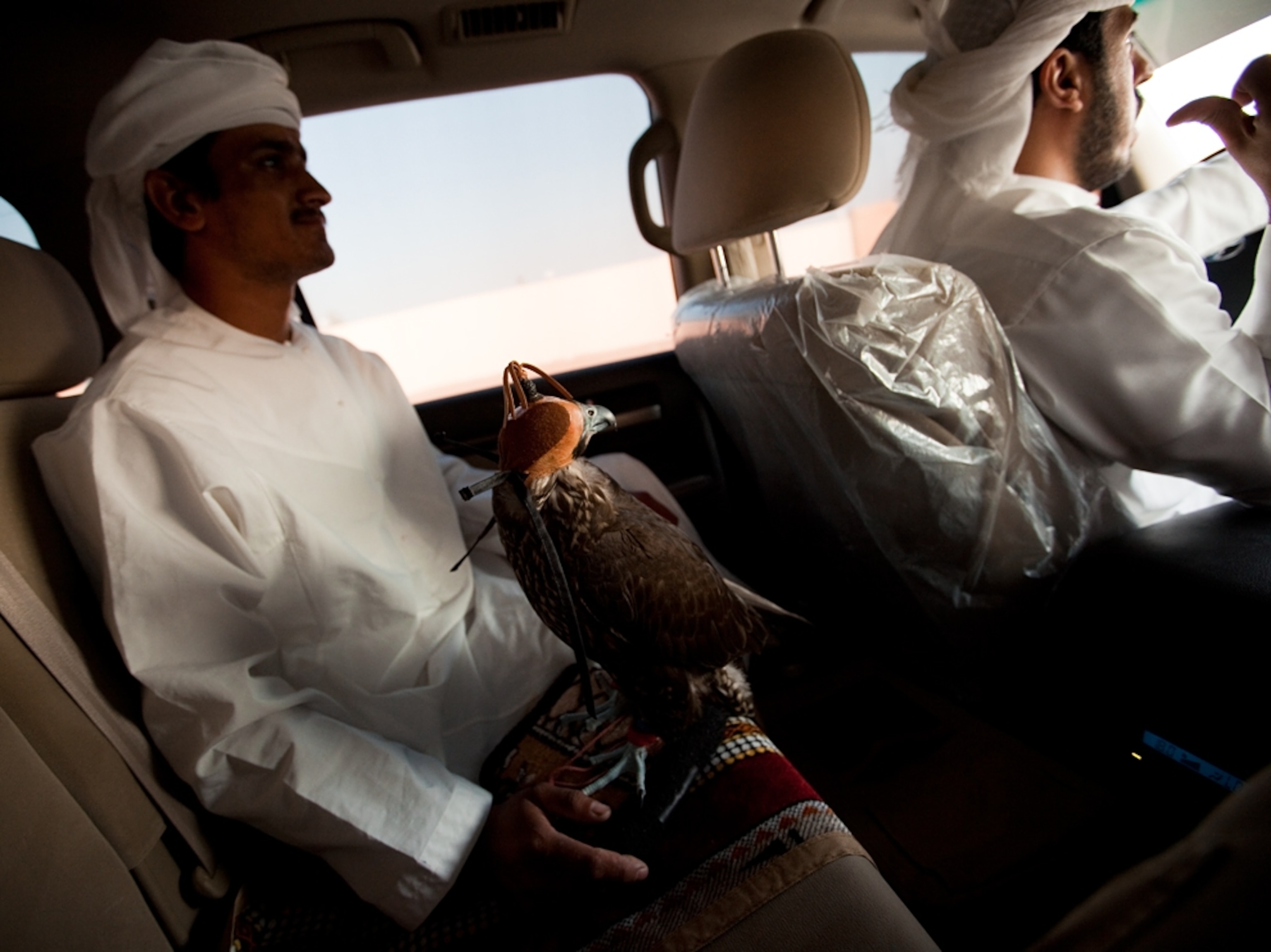 two men in car with a falcon
