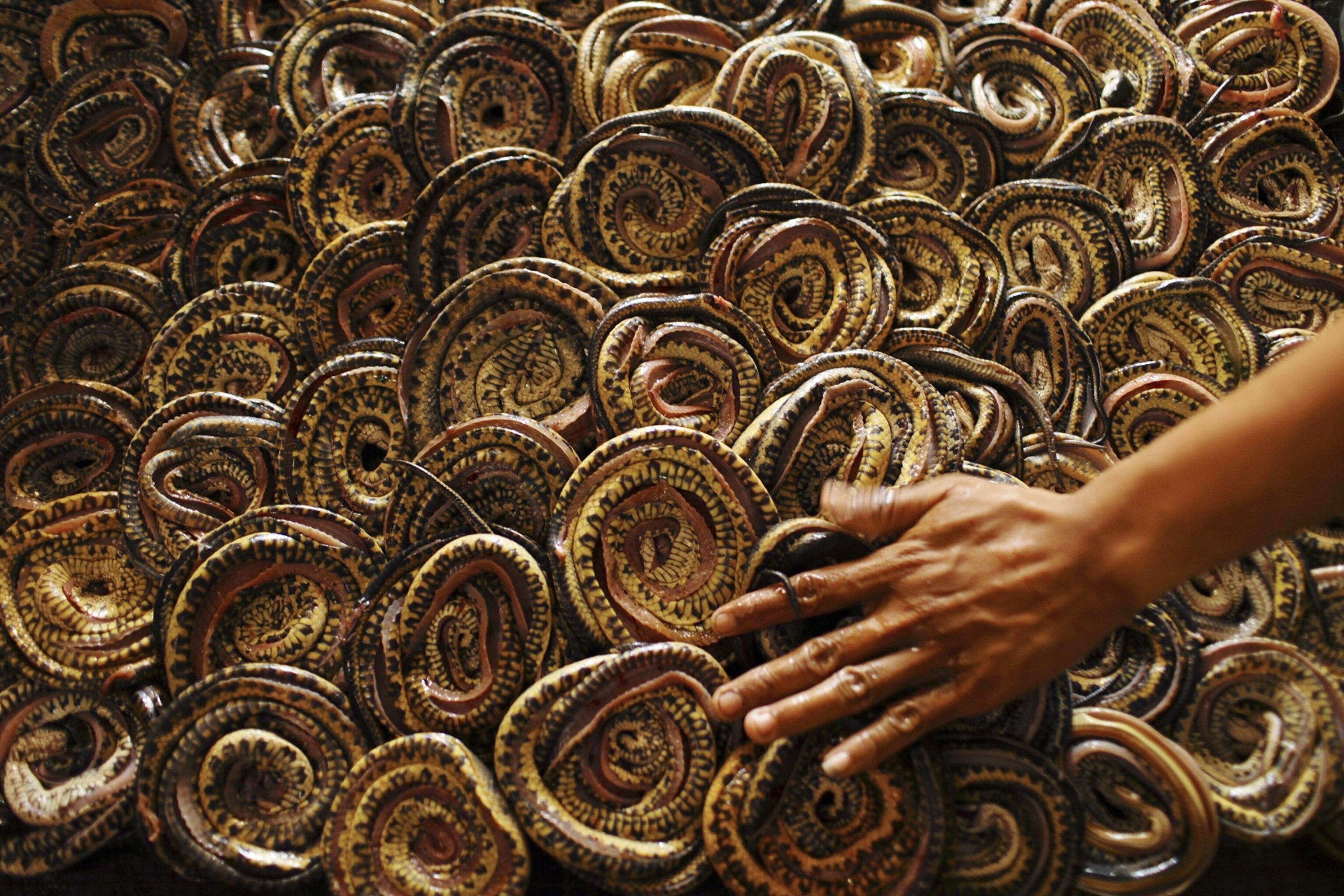 snakes coiled by a worker, West Java, Indonesia