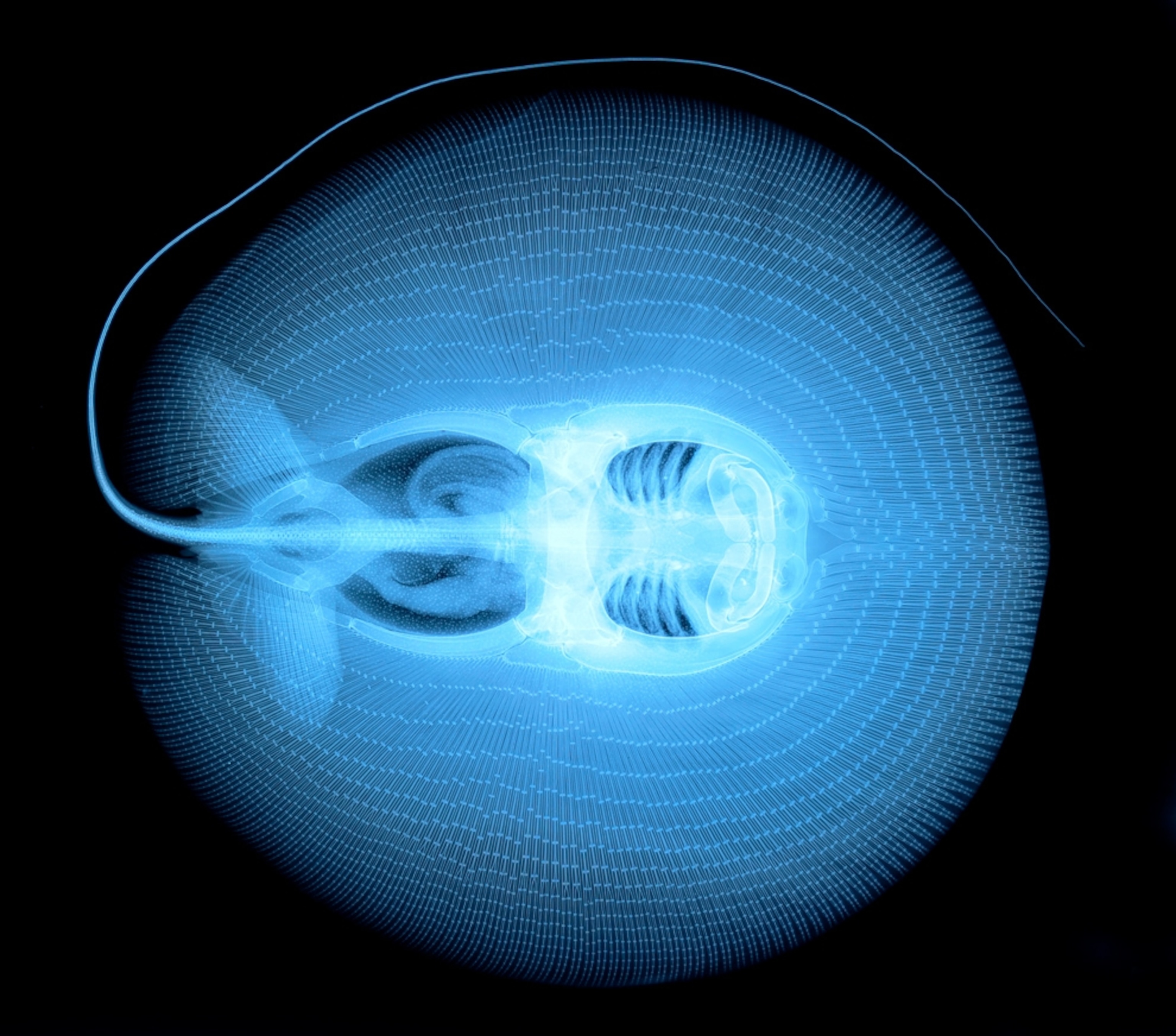 Stingray picture: X-ray of a new stingray species found in Amazon