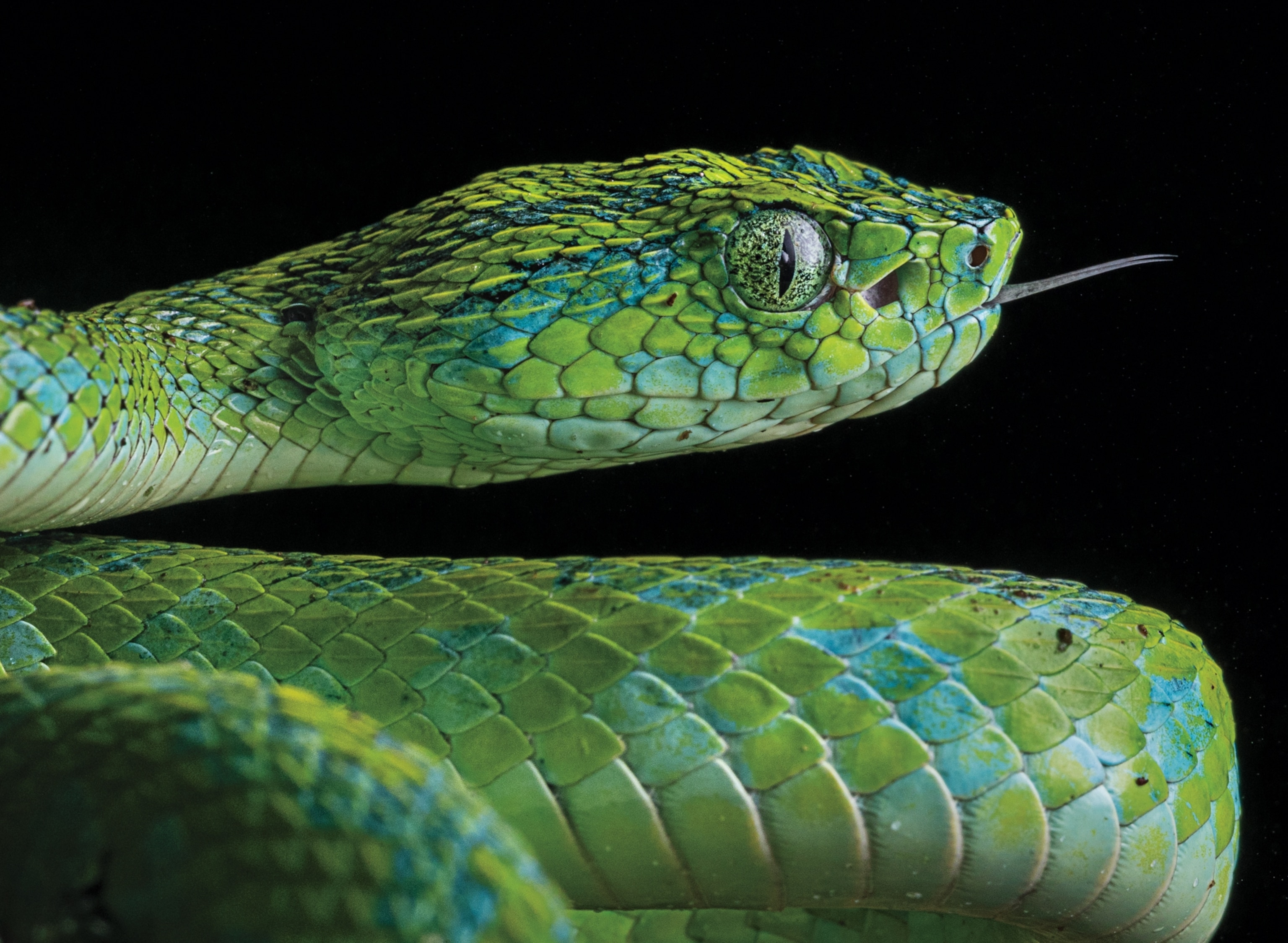 Beauty portrait of a green snake.