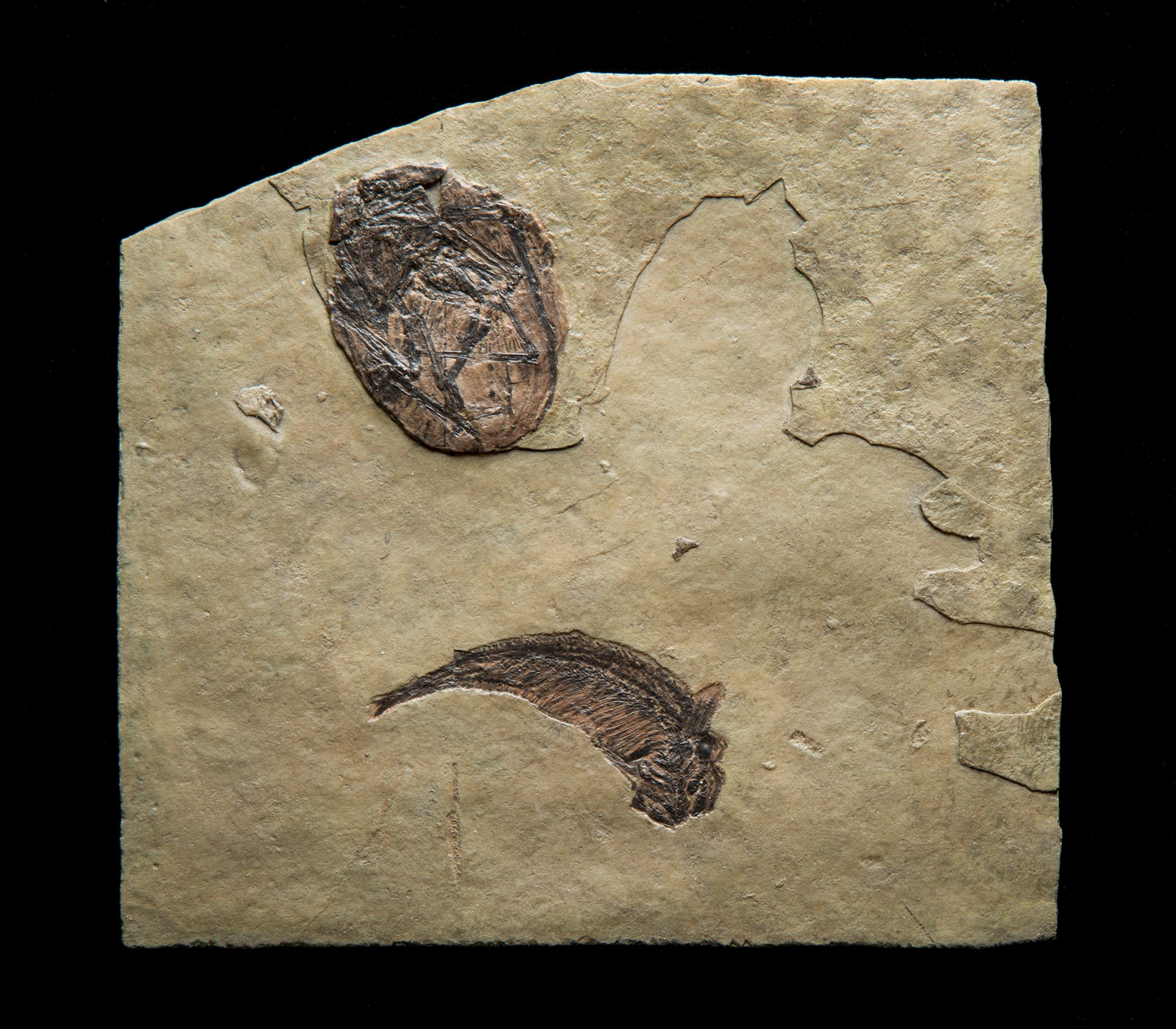 a fossil of a Pterosaur.