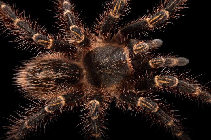<p>The Chaco golden knee tarantula is one of the larger species of tarantula. Adult spiders can have a seven-inch legspan.</p>
