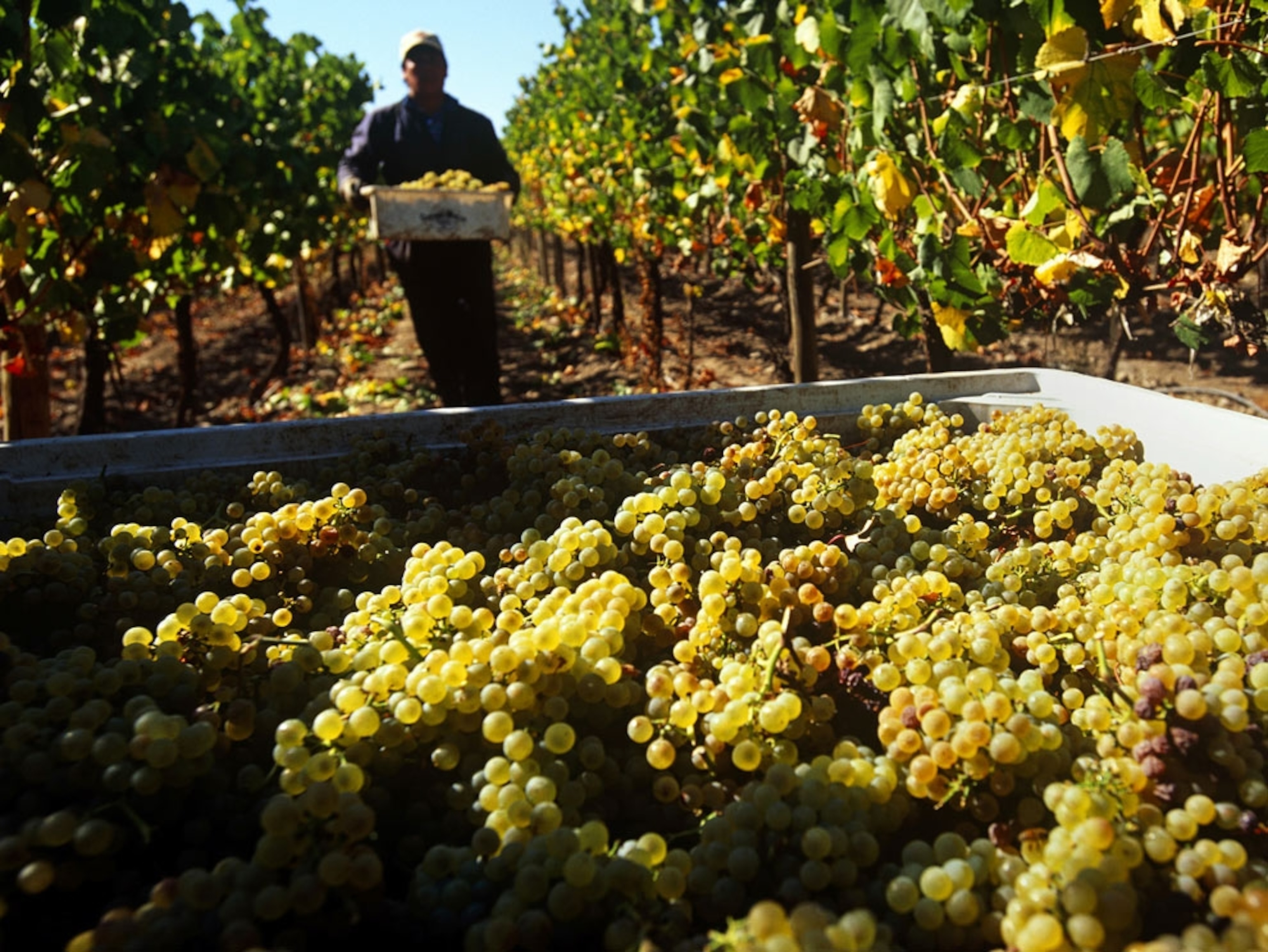 vineyards in Chile