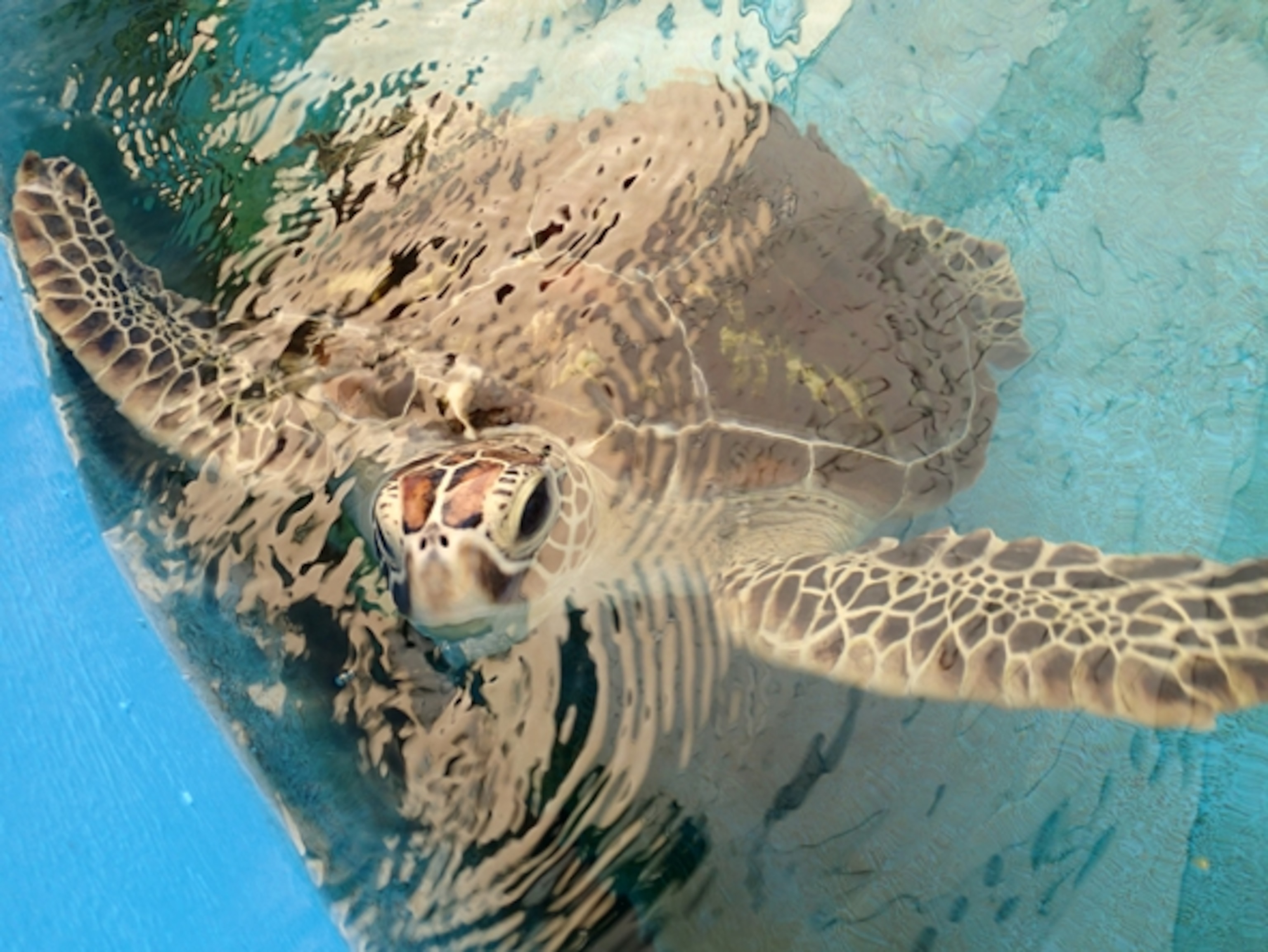 "Bonnie," one of the patients at Fitzroy Island's Turtle Rehabilitation Centre. (Photograph by Carolyn Fox)