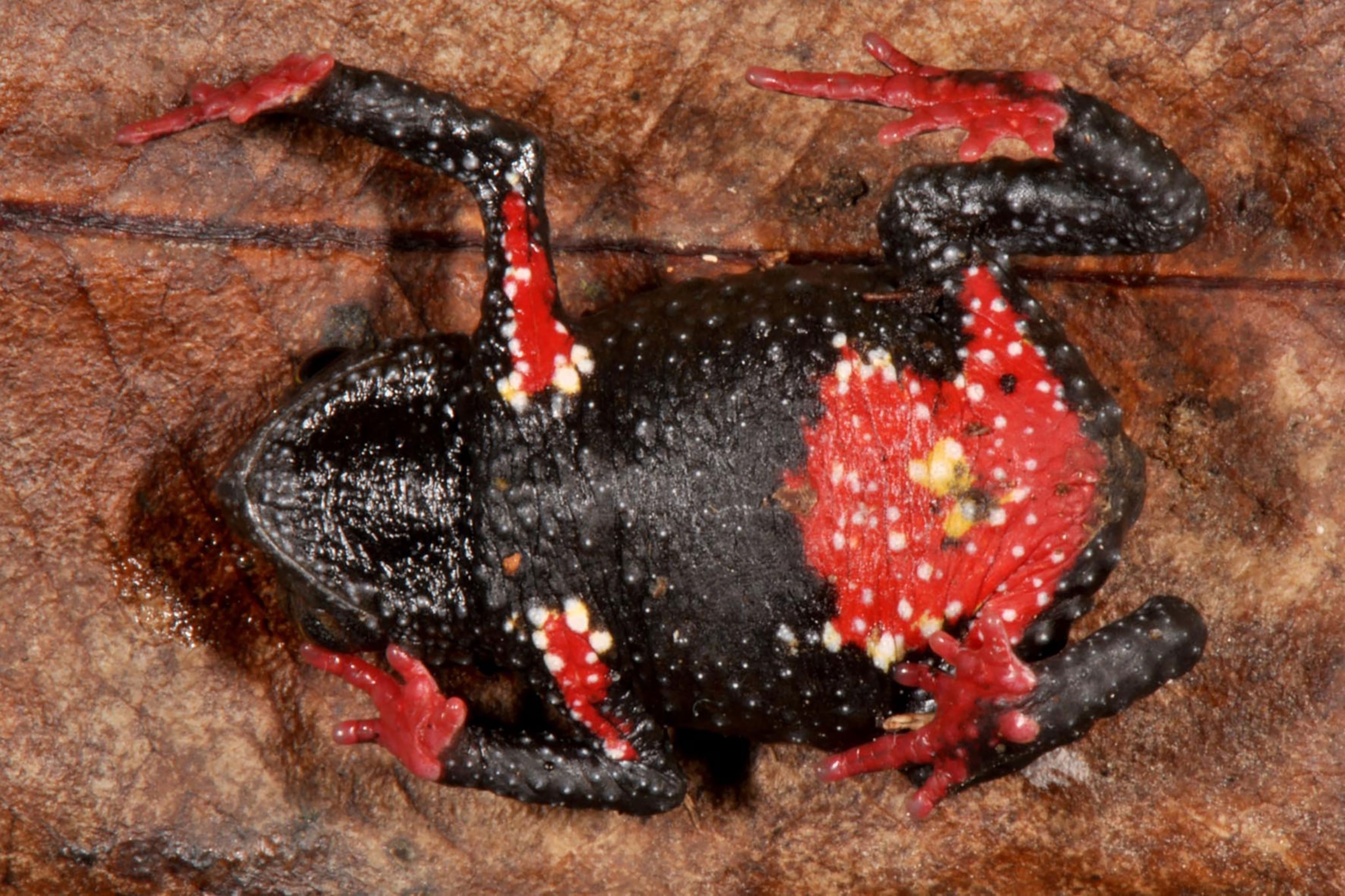 melanophryniscus milanoi