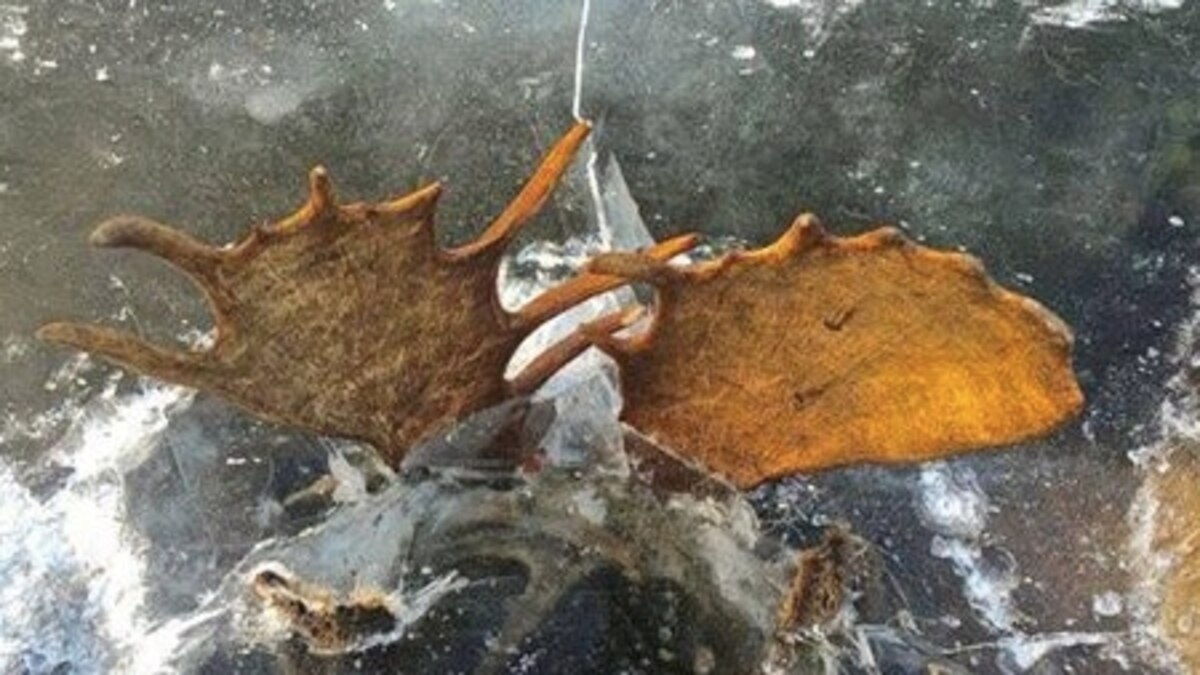 Two Bull Moose Found Frozen in Alaska With Antlers Locked