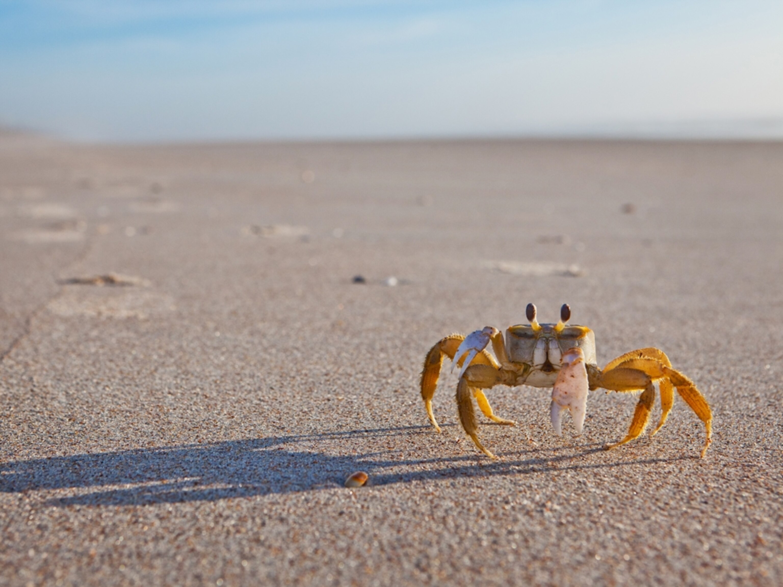 an Atlantic ghost crab casting a large shadow on a beach at low tide