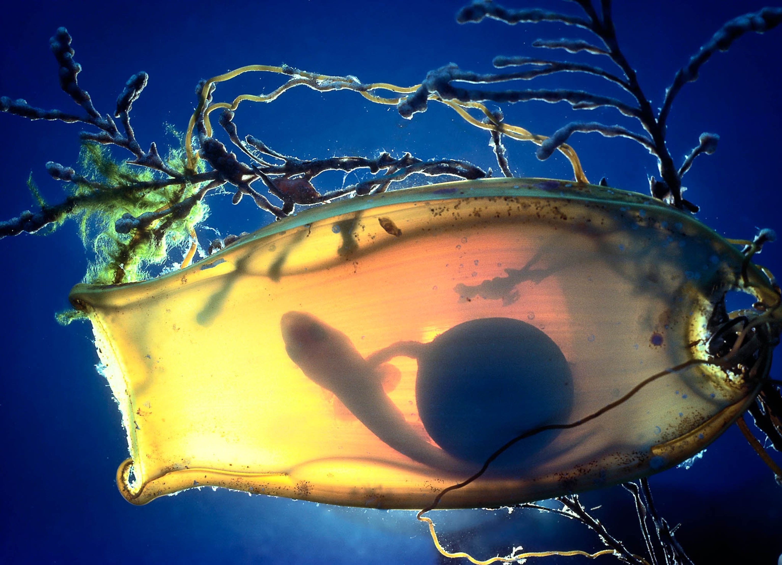 A Japanese swell shark embryo within an egg capsule.