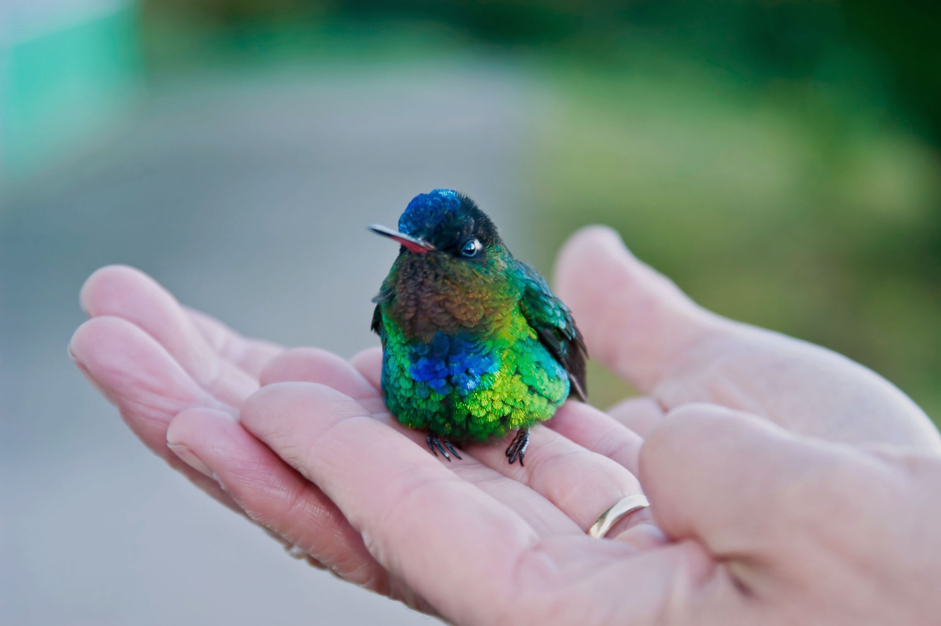 a hummingbird held by a hand