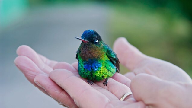 Hollywood S Hummingbird Rehabber Tells All