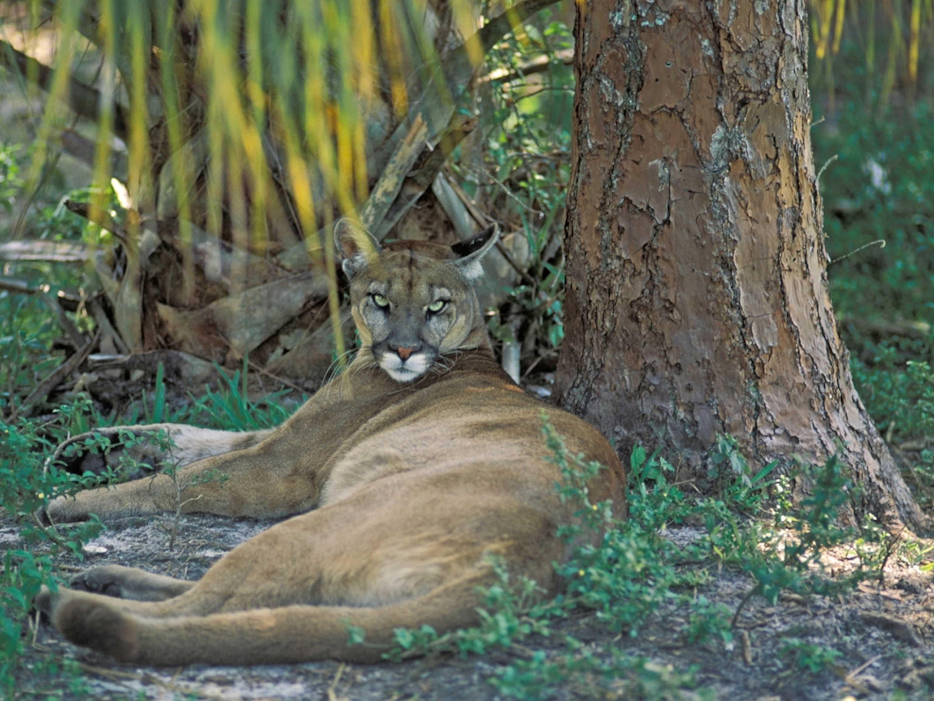 a Florida panther