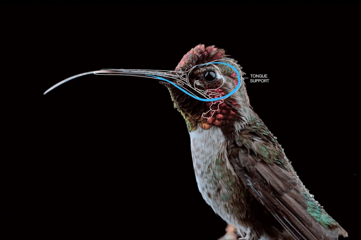 The Science of Hummingbirds