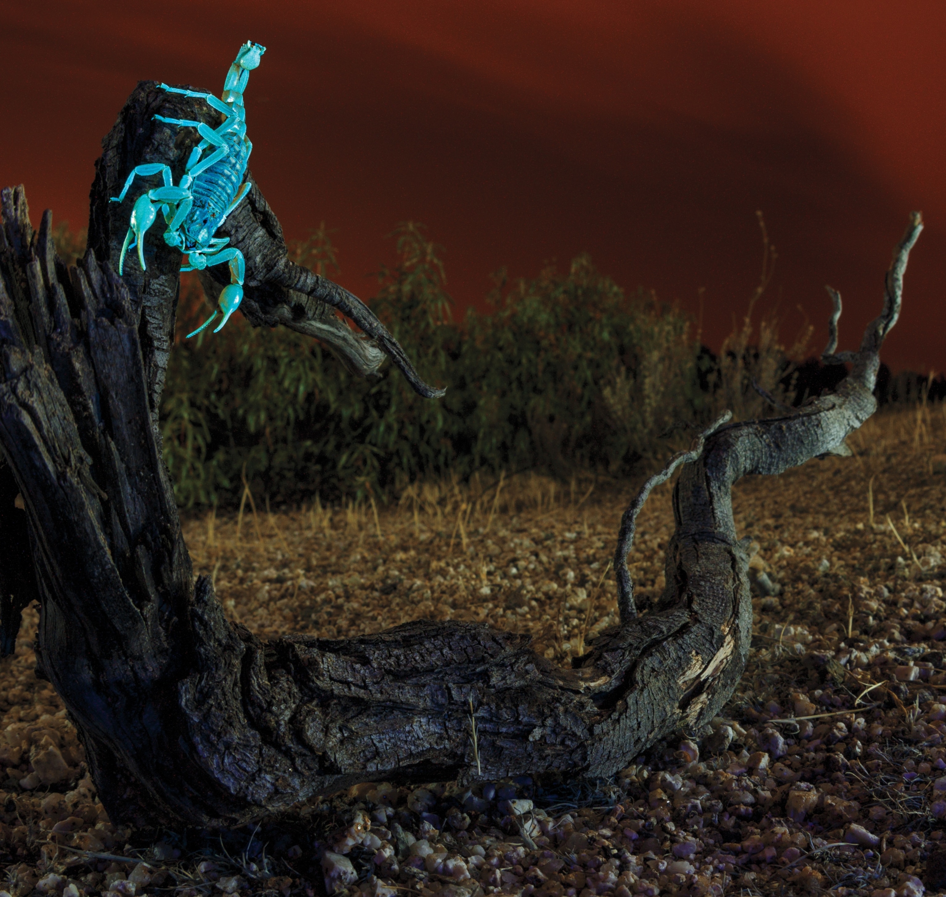 A bright blue scorpion sits on a tree branch with a dark sky and shrubbery in the background.