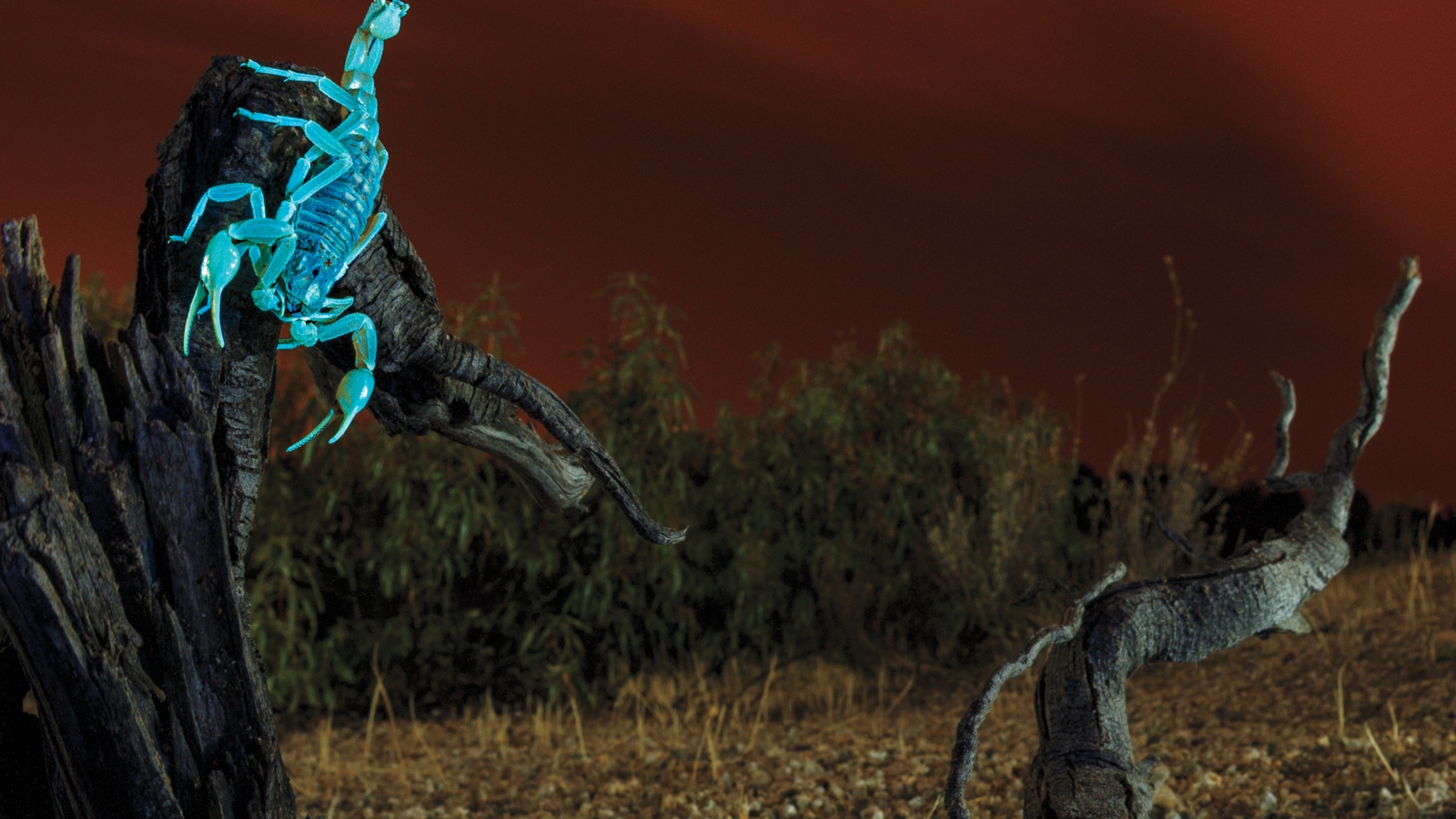 You won’t believe what these tiny creatures can do after dark
