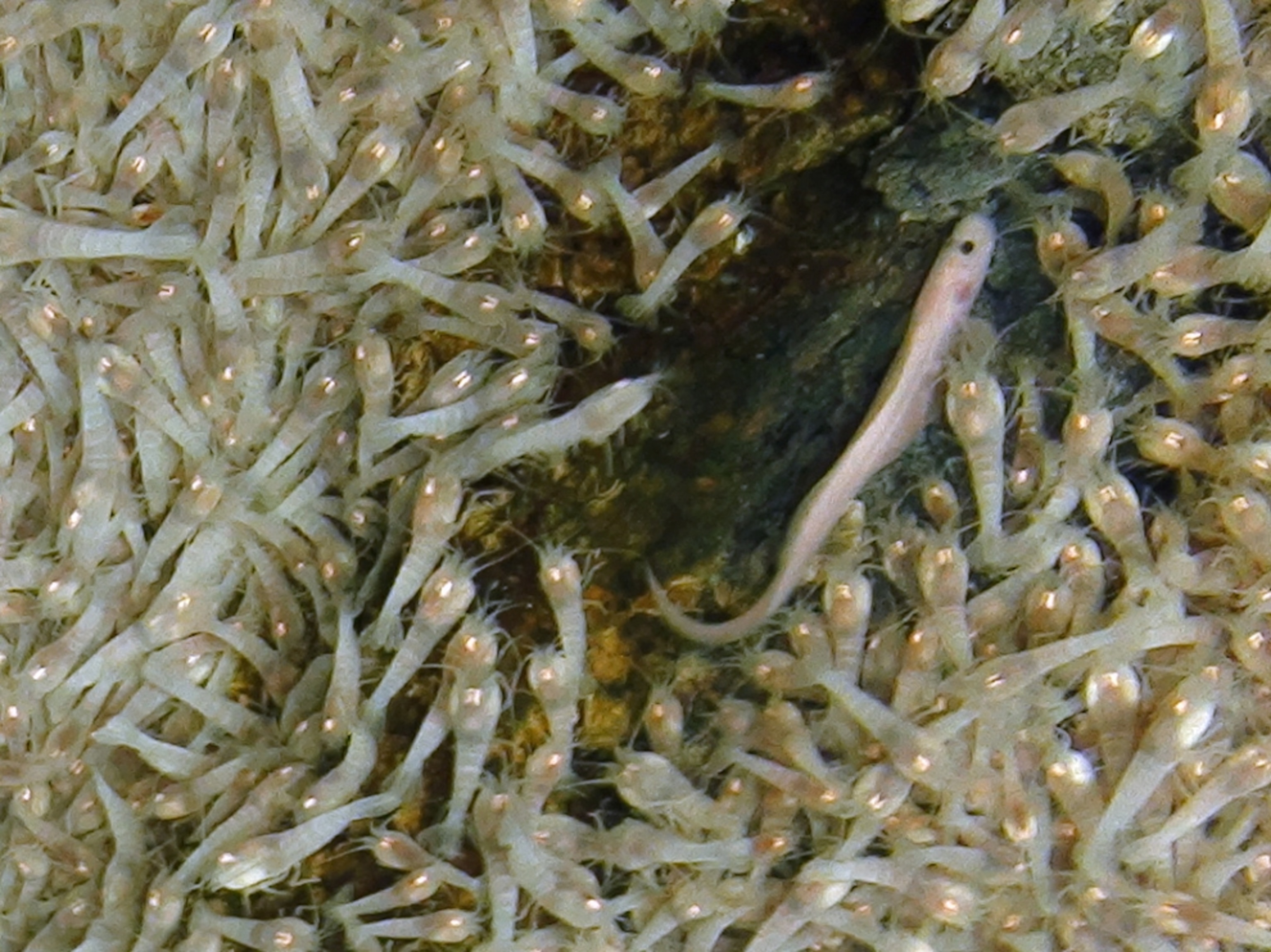 Fish picture: from world's deepest volcanic ocean vents, in Caribbean