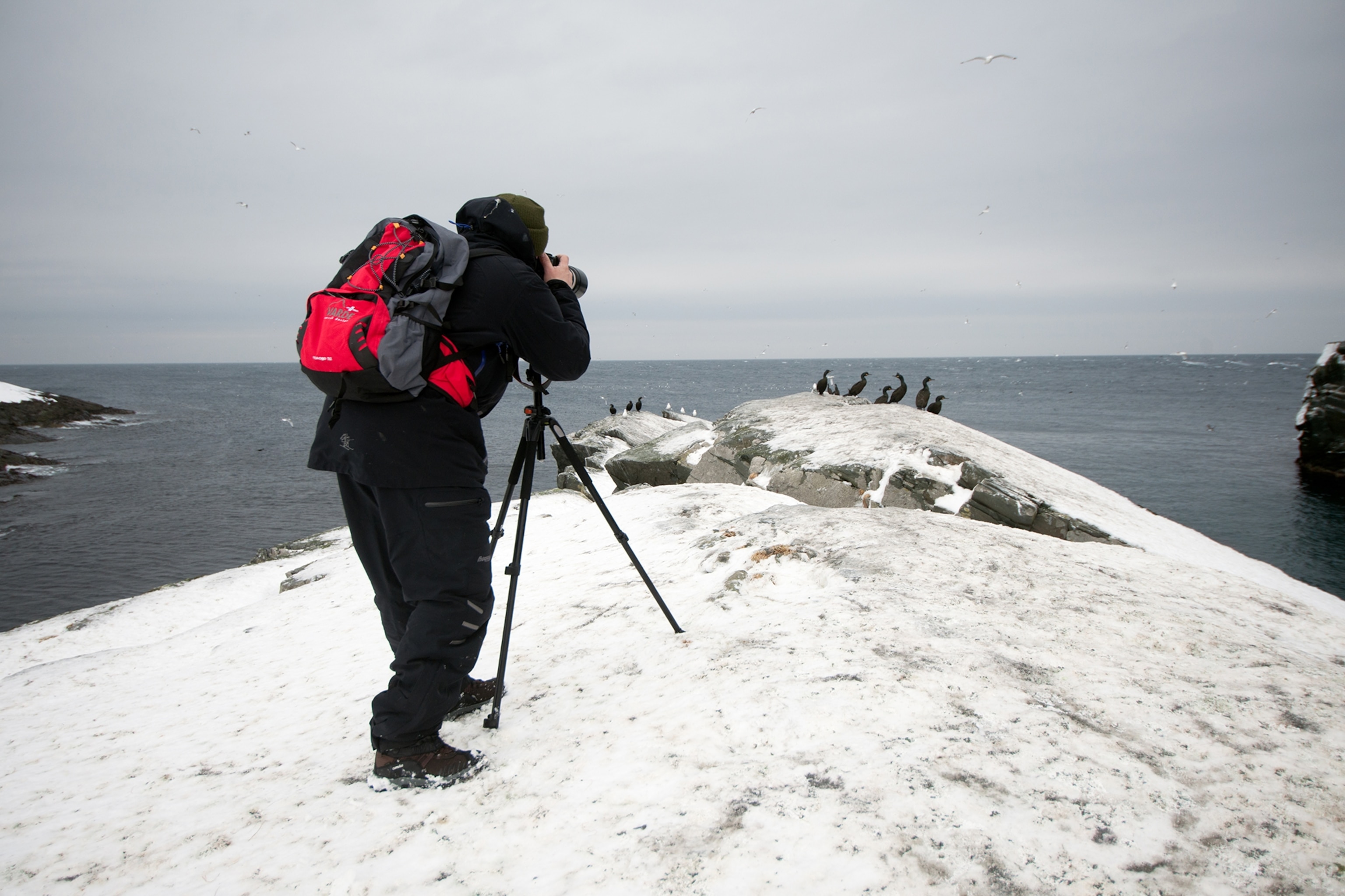 A man takes a photograph of birds on an icy cliff in Hornøya, Northern Norway.