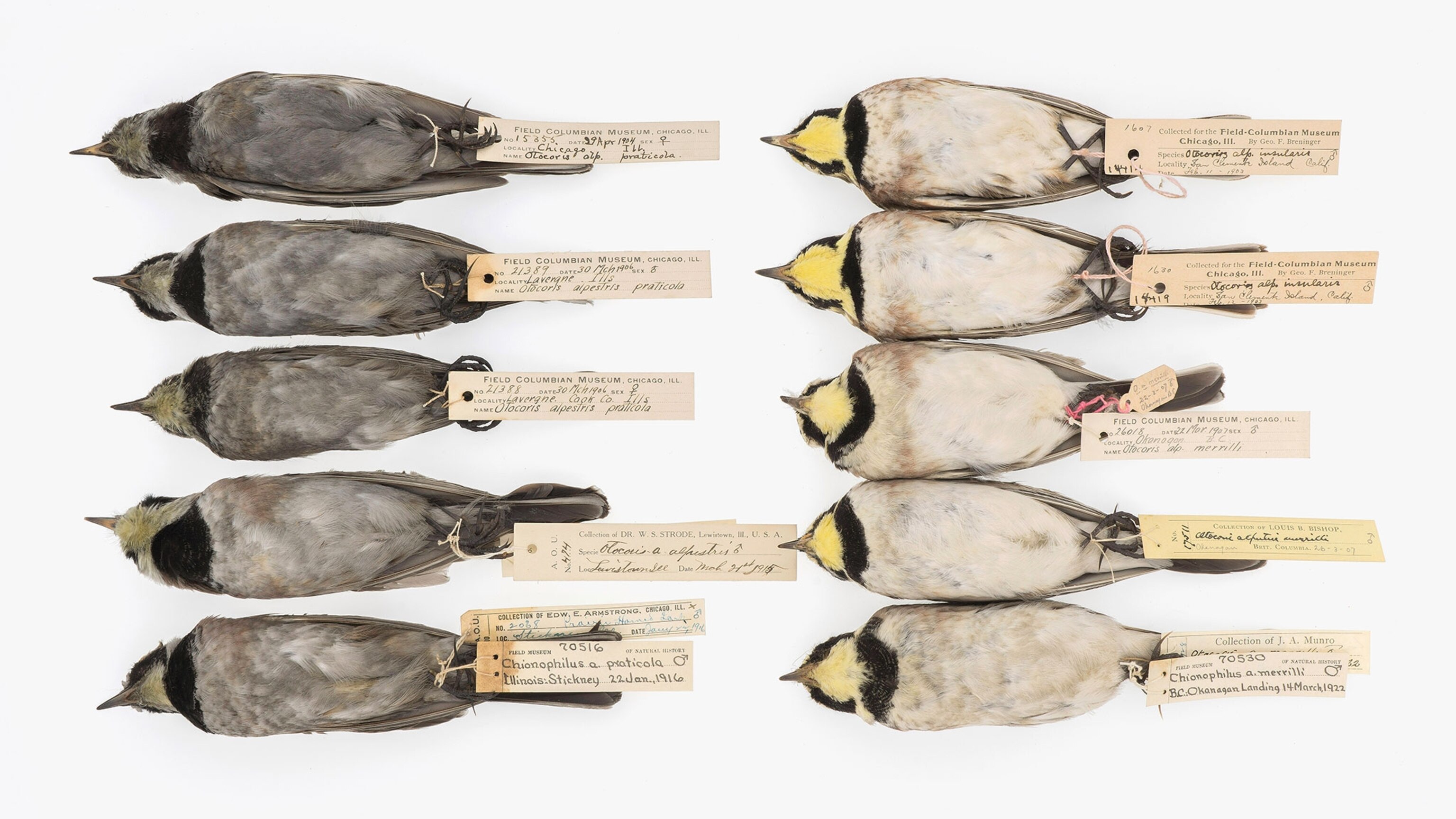 comparison of Horned Larks collected