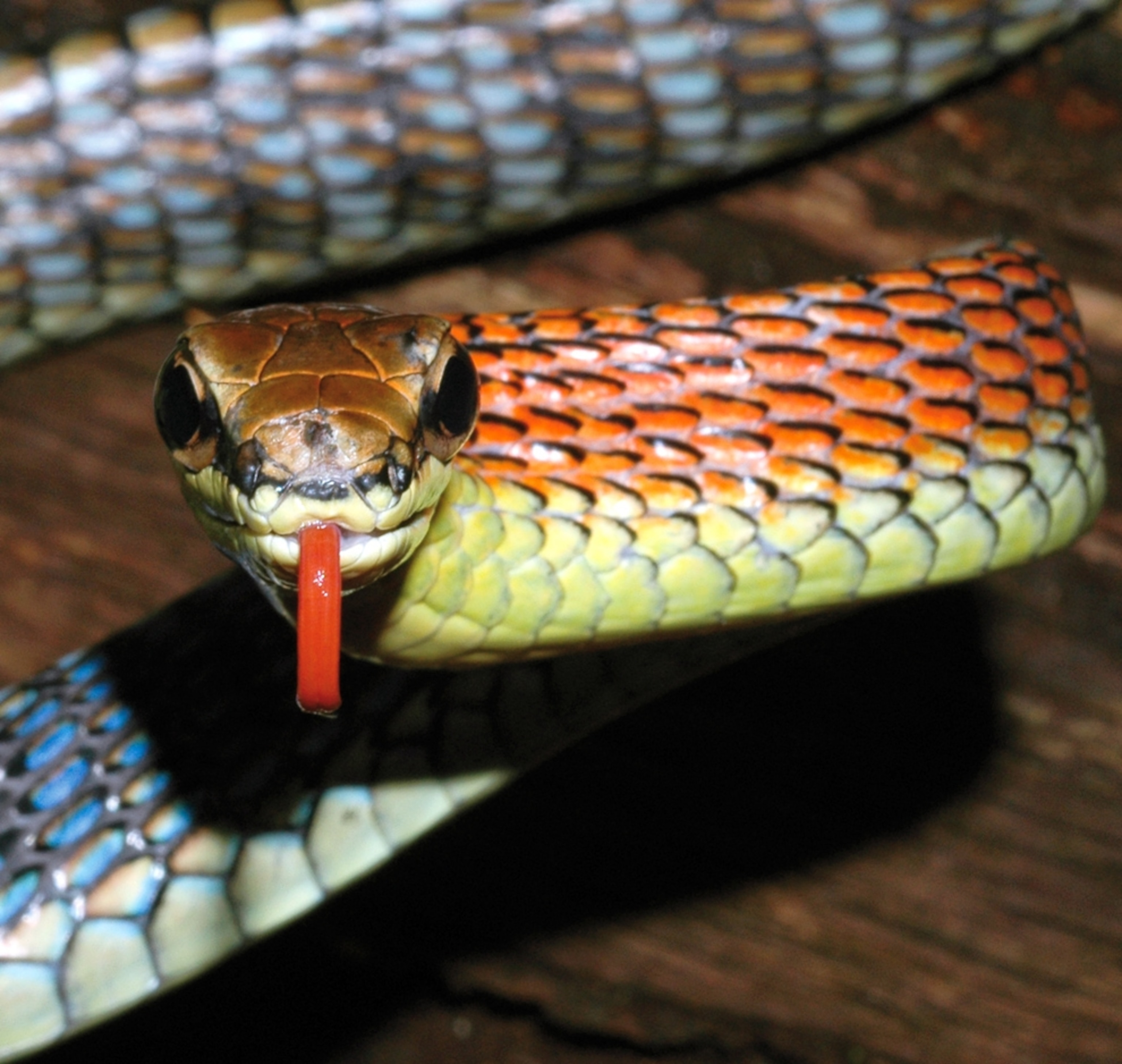 a Kopstein's bronzeback snake, one of more than 120 new species on Borneo reported by WWF on Earth Day's 40th anniversary