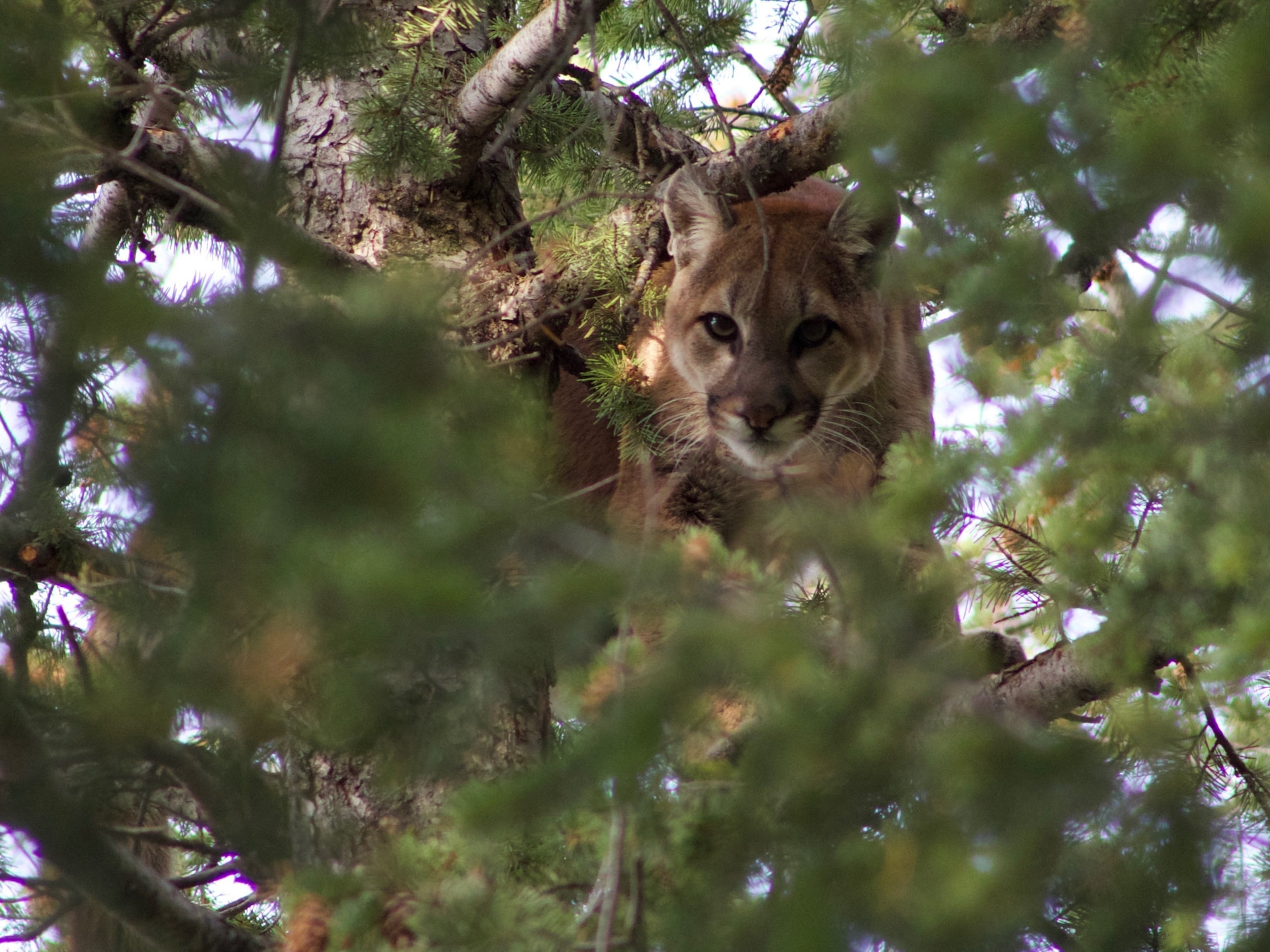 grizzly bear photography tours