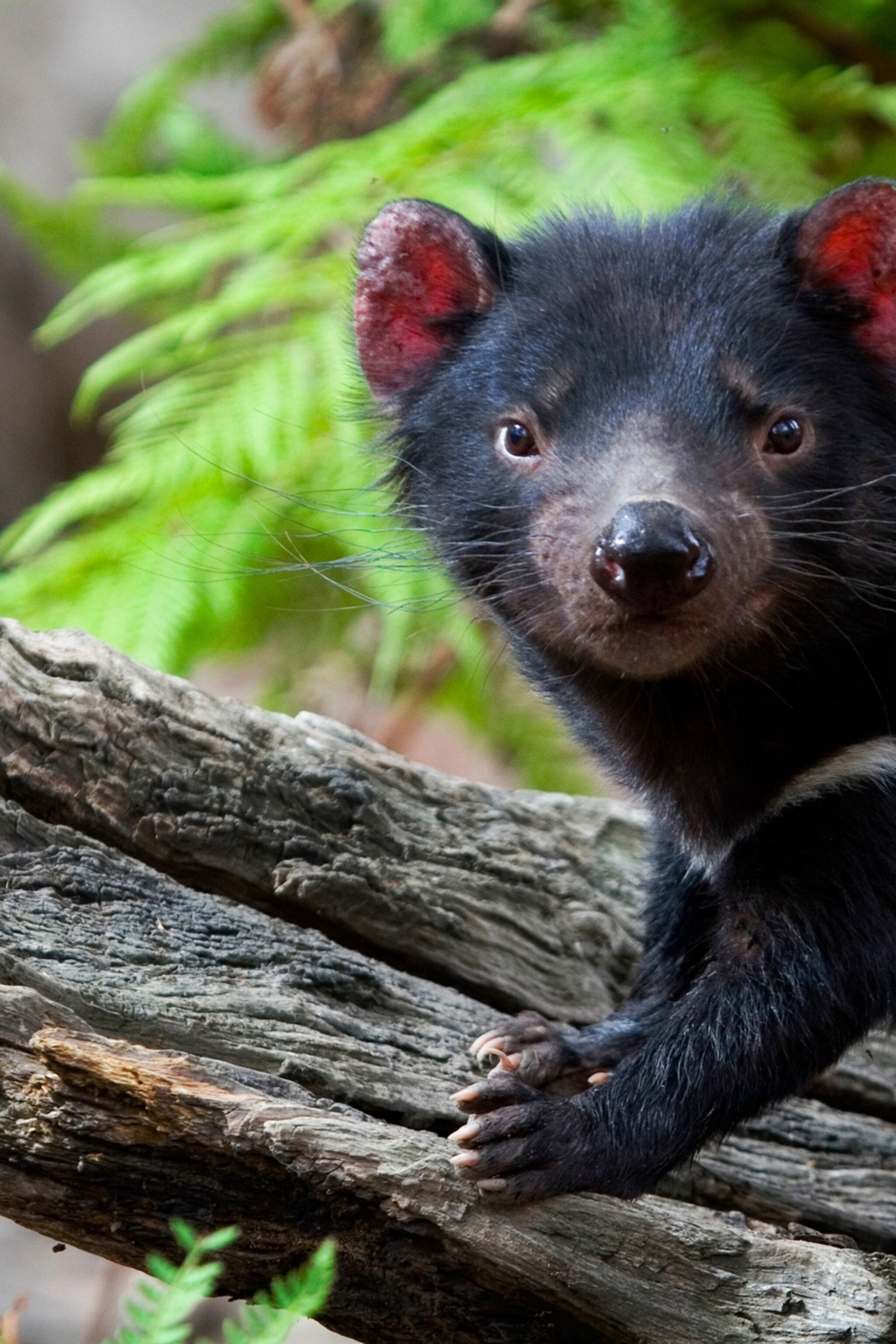 Australian Tasmanian Devil