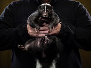 Bald Skunk