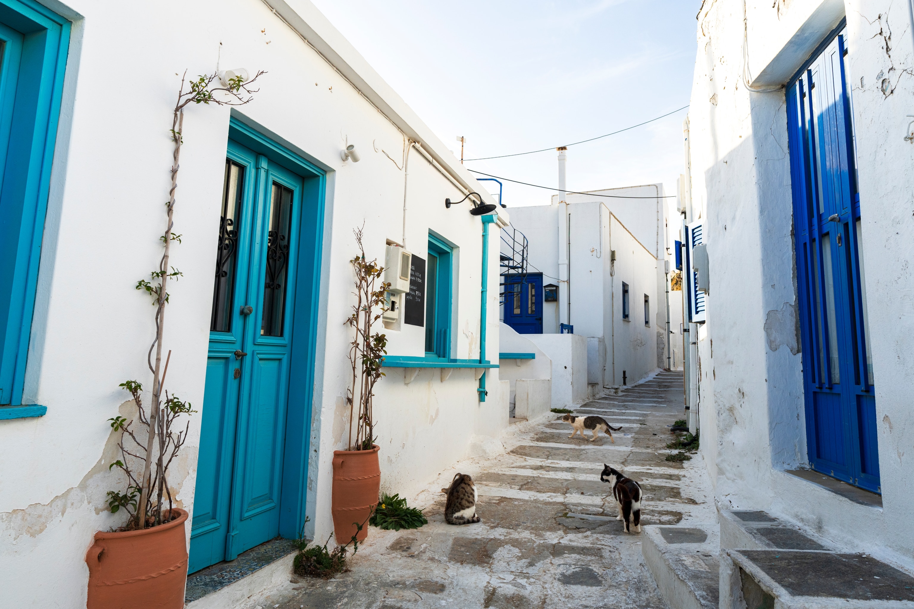 Cats rest in a typical alley of a greek white village