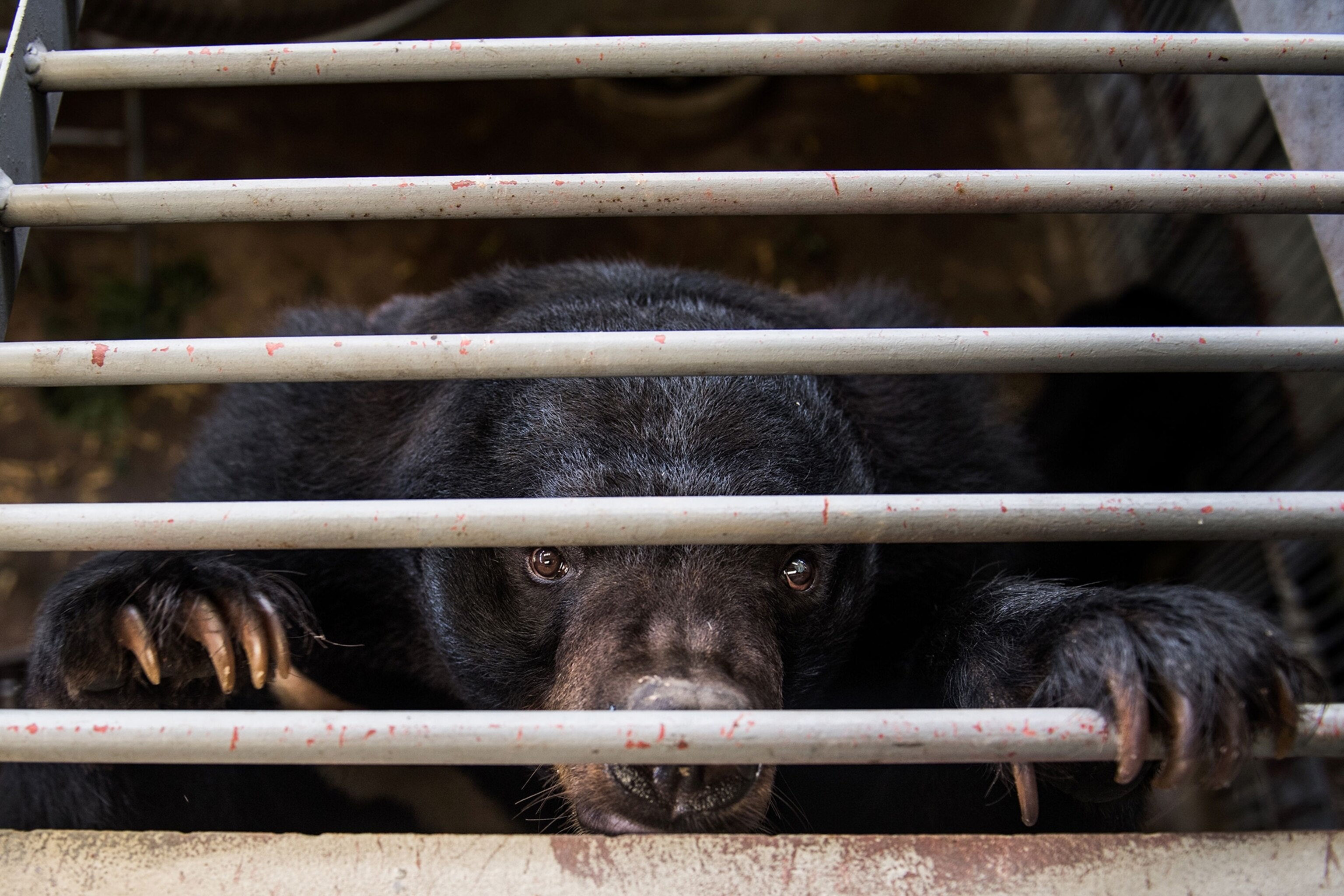 a moon bear peeking out of a cage