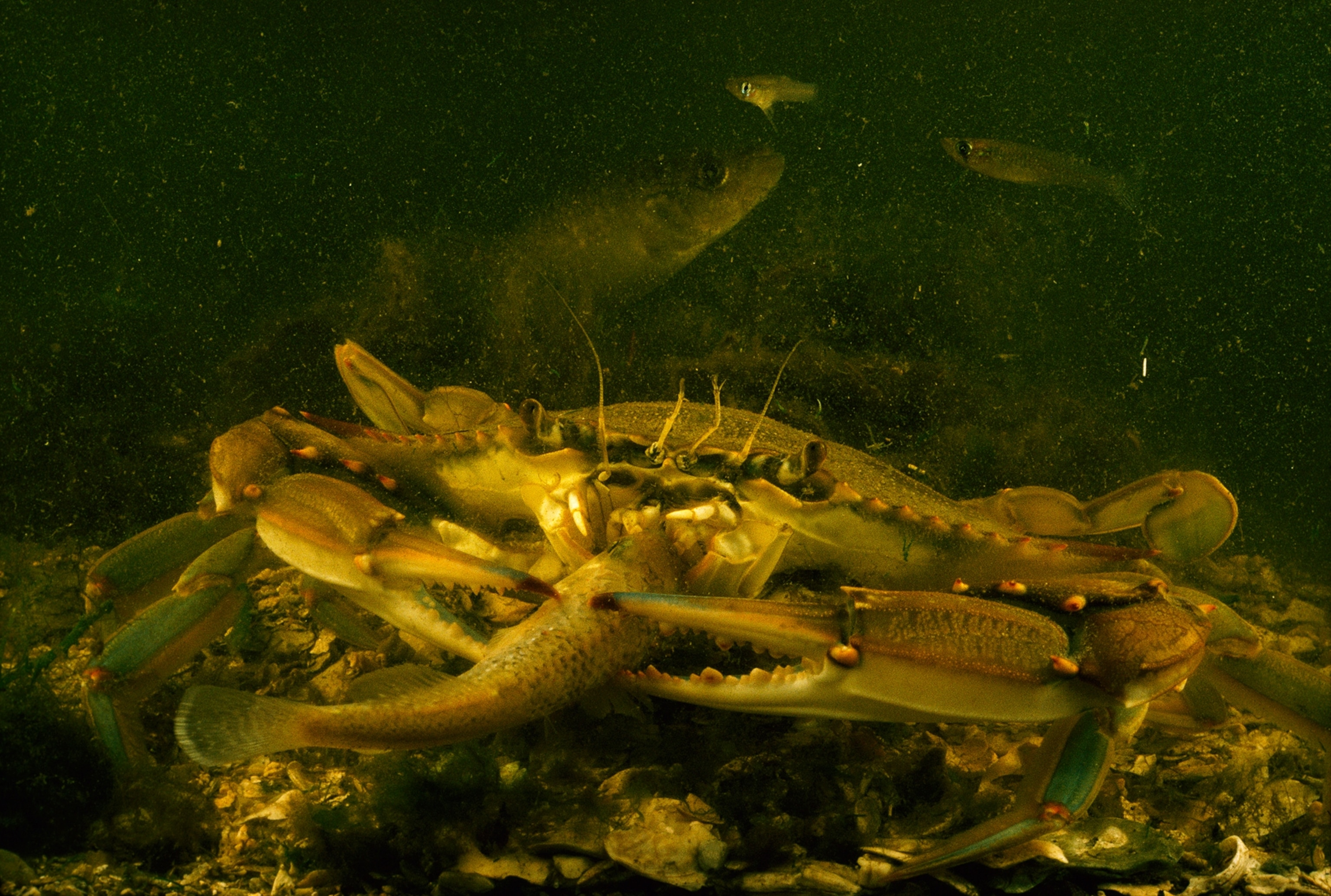 To eat and be eaten: a sober fact of wildlife in the mangroves. An injured killifish, itself grown fat on detritus-nourished amphipods, falls prey to a scavenging blue crab (above). The crab in turn is a toothsome favorite of man-as a hardshell delicacy or in its soft-shell stage after molting.
