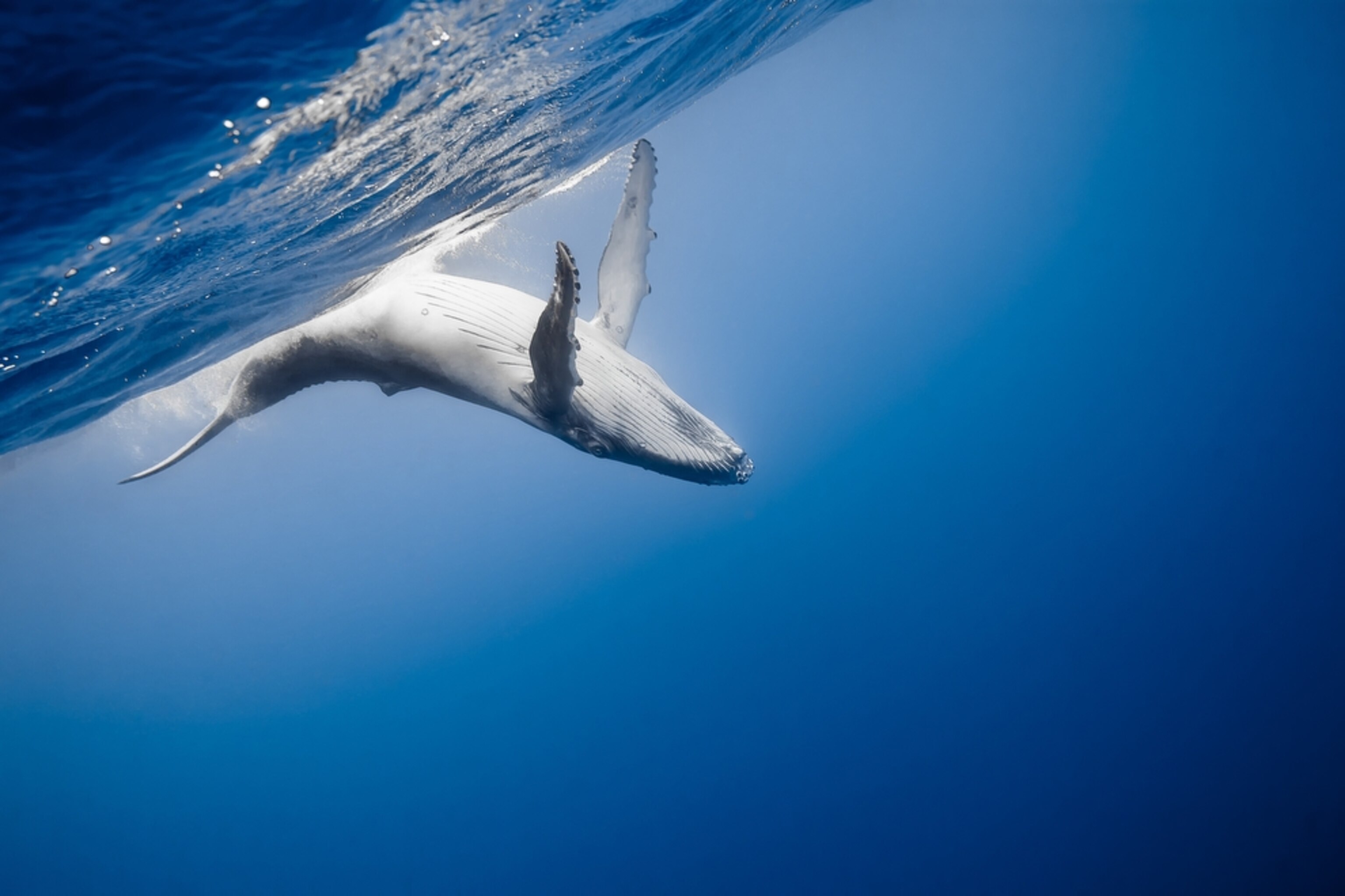 a humpback whale in the ocean near Neiafu, Tonga