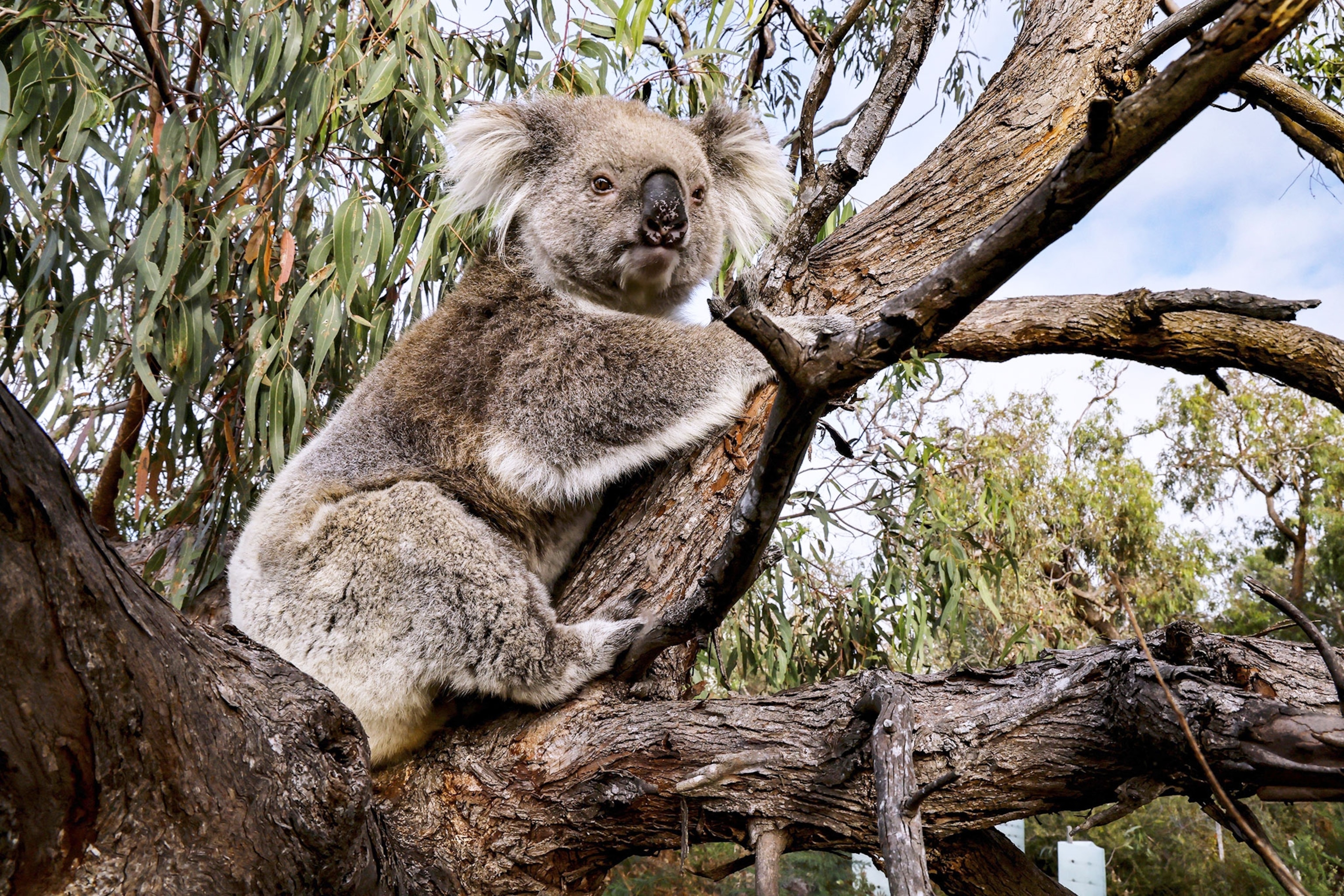 A koala relaxingly hugs a branch on Raymond Island, Raymond Island, Victoria, Australia