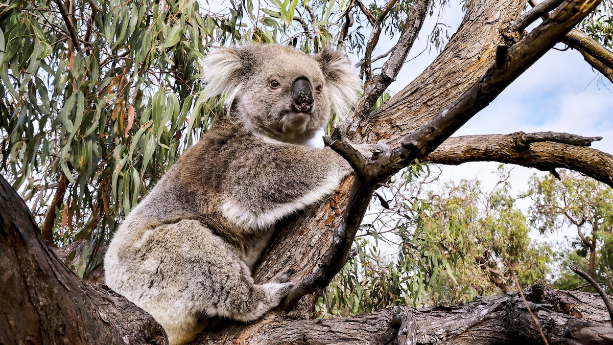This tiny Australian island is biodiverse wonderland