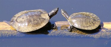Turtle embryos can speed up their development to hatch together with ...