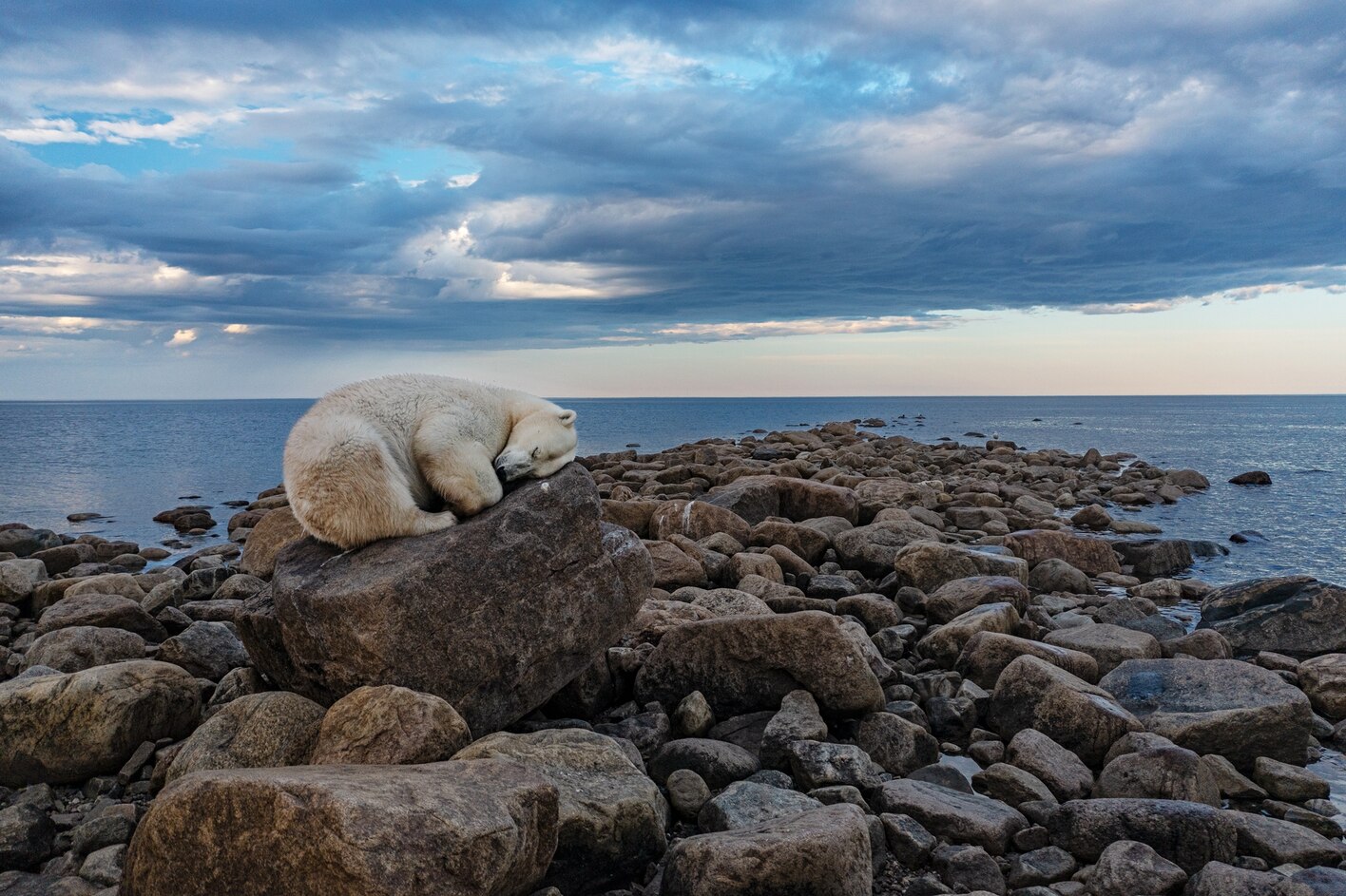 Picture of bear curls up on large rock.