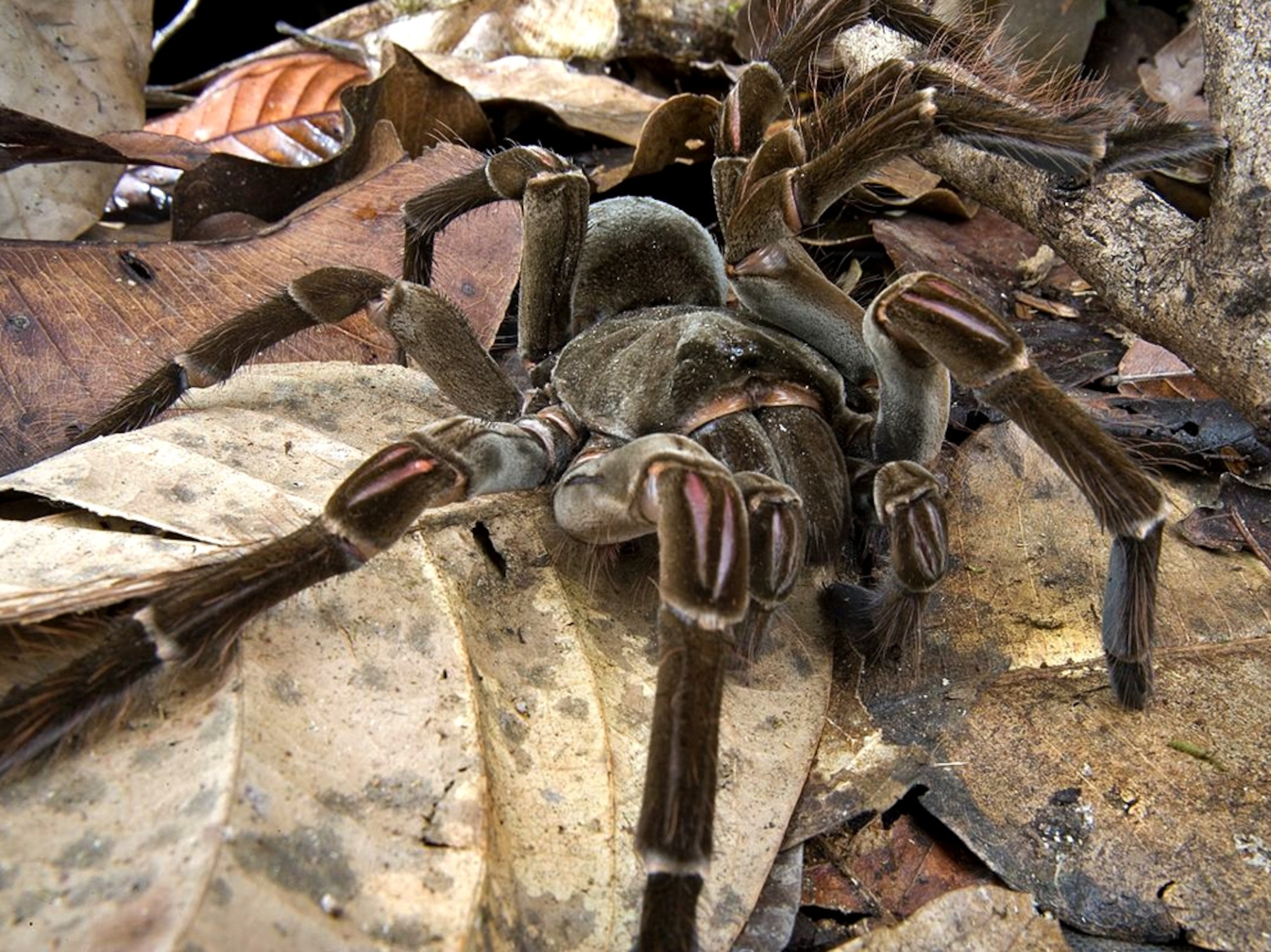 a goliath bird-eating spider, for a photo gallery of 20 surprising species of the last 20 years