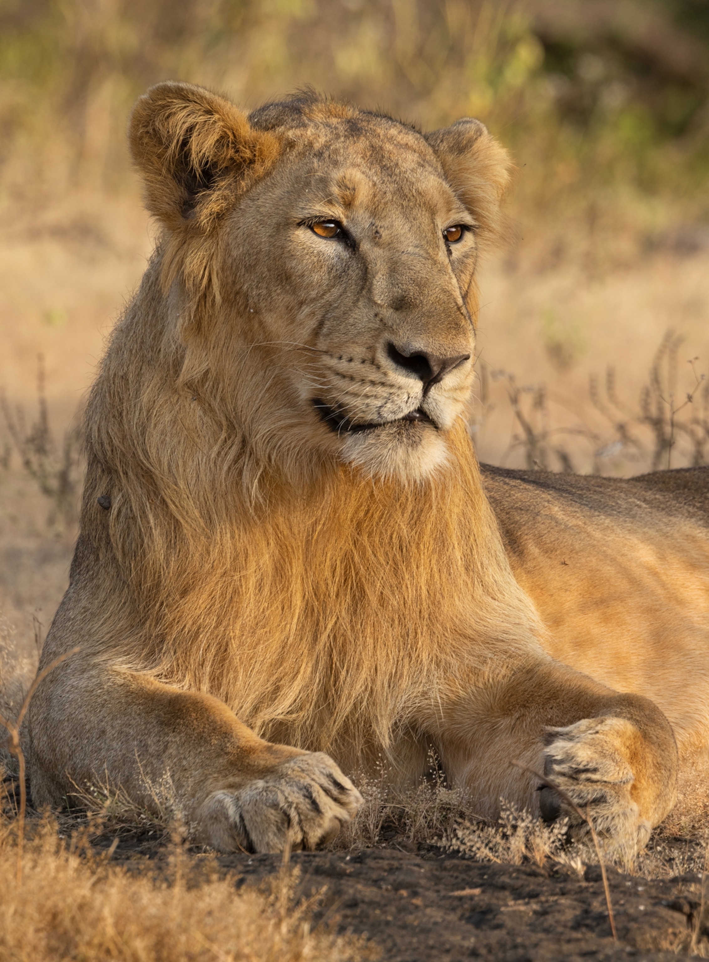 A lion lays on the ground and looks off