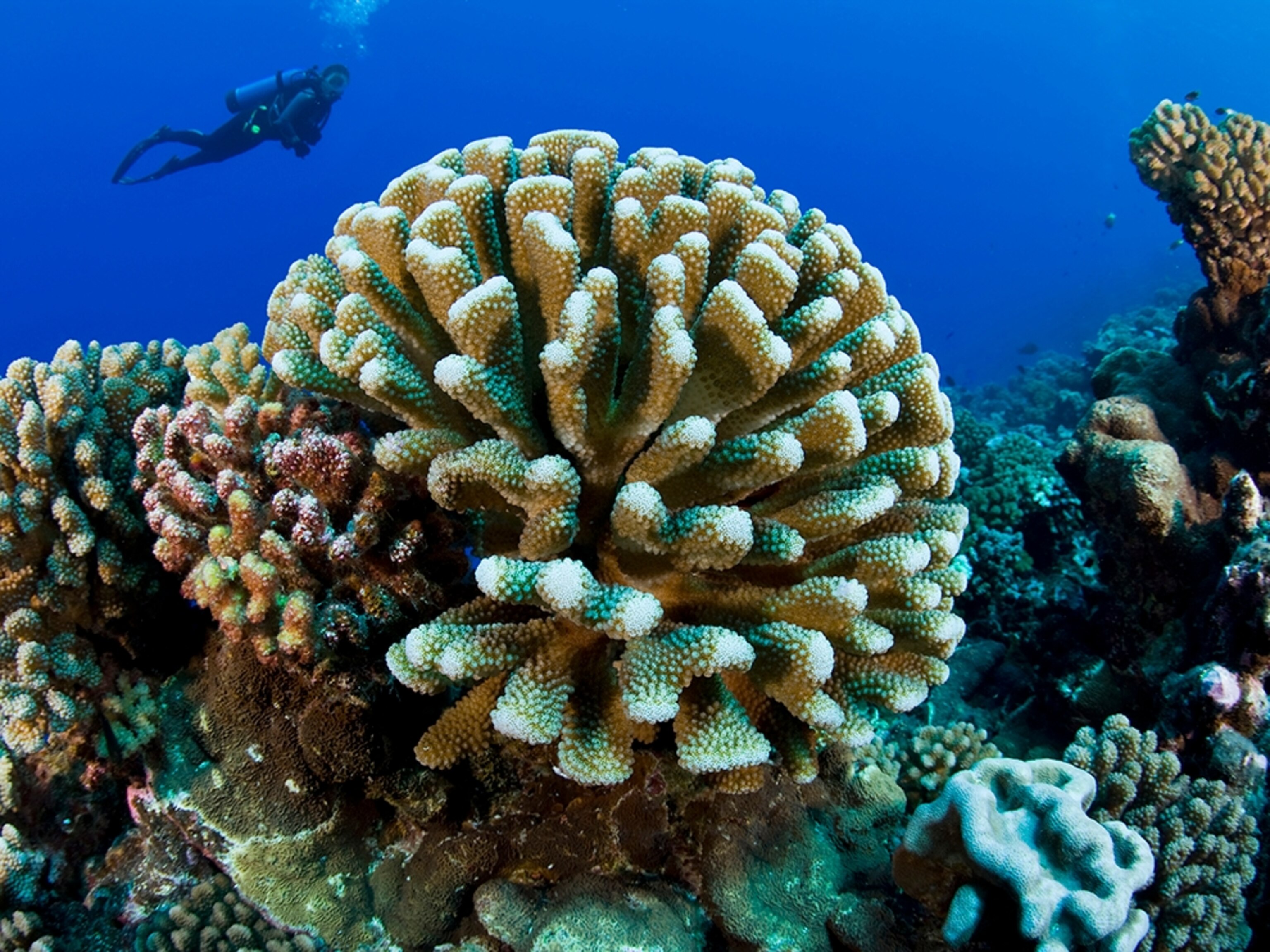 scuba diver and coral in French Polynesia