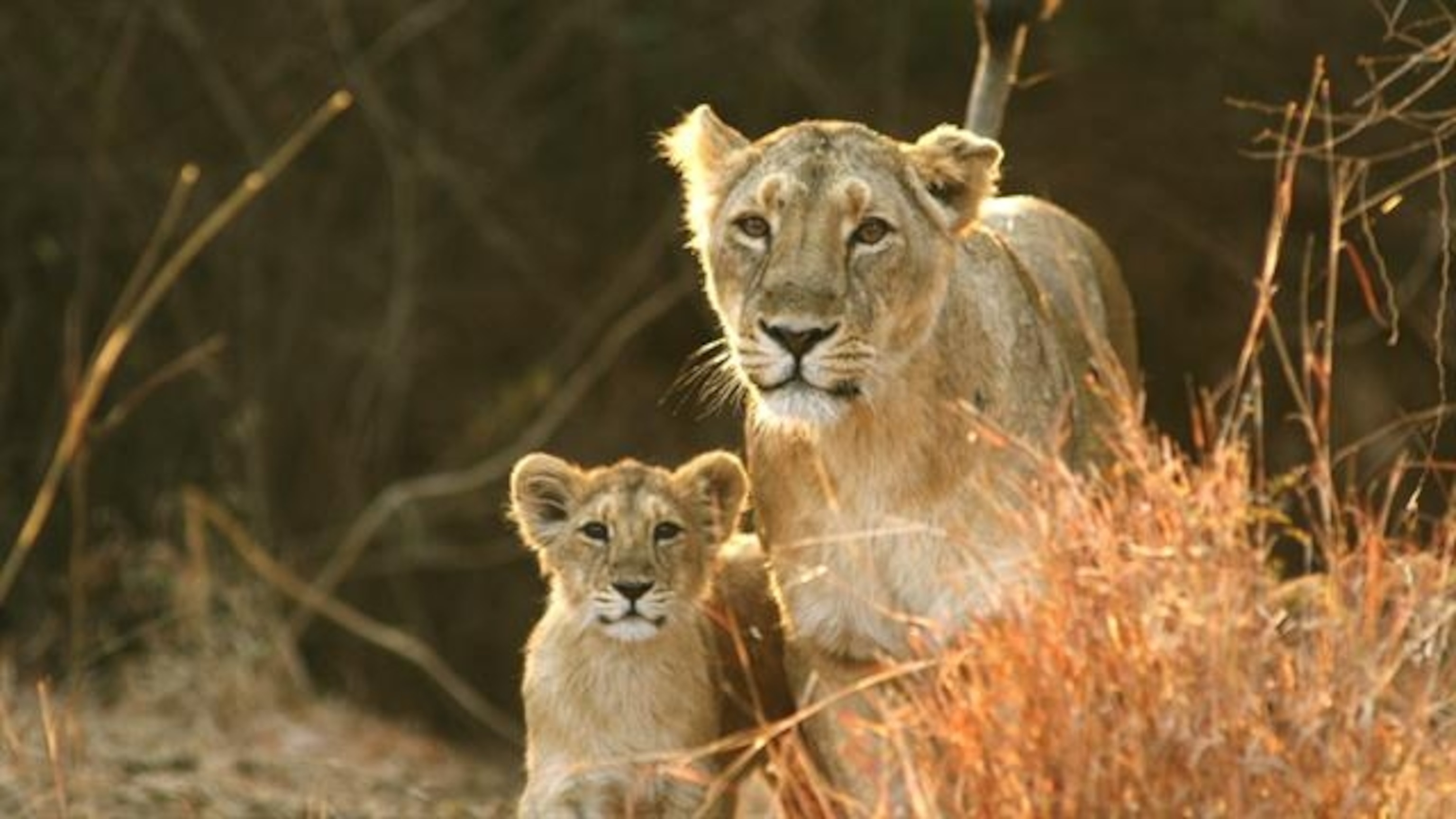 Playful Lion Cubs in Maasai Mara Grasslands · Free Stock Photo, image size:3072x1728
