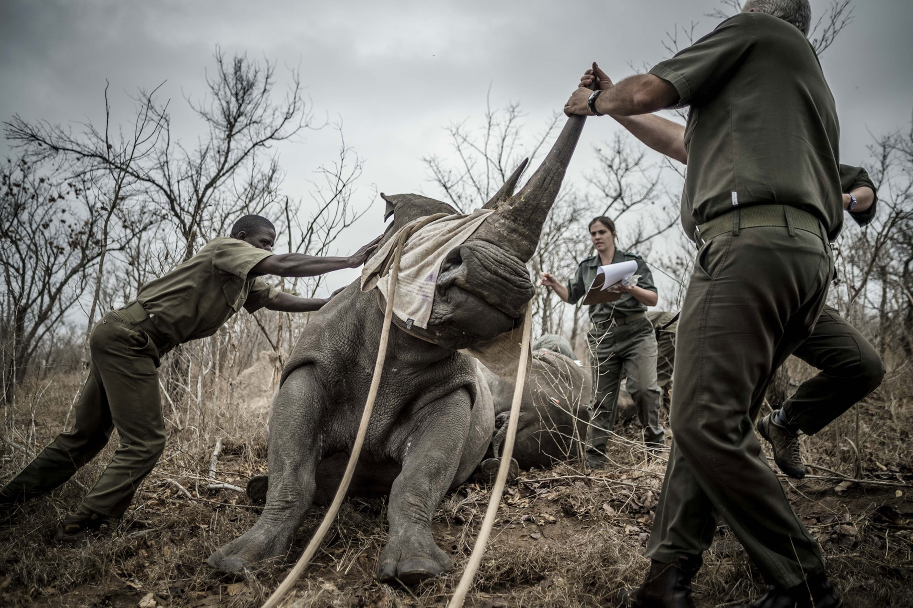 a rhino being relocated from Kruger National Park in South Africa