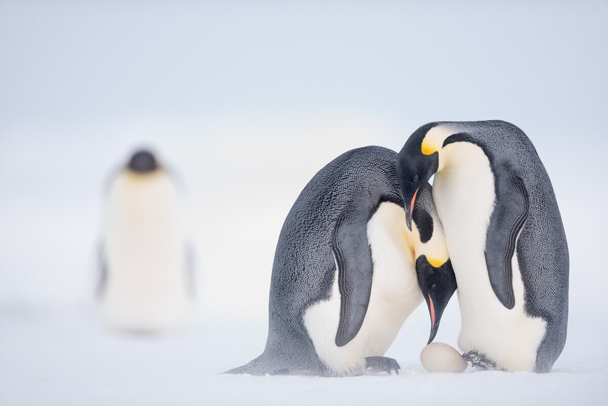 As ice melts, emperor penguins march toward extinction