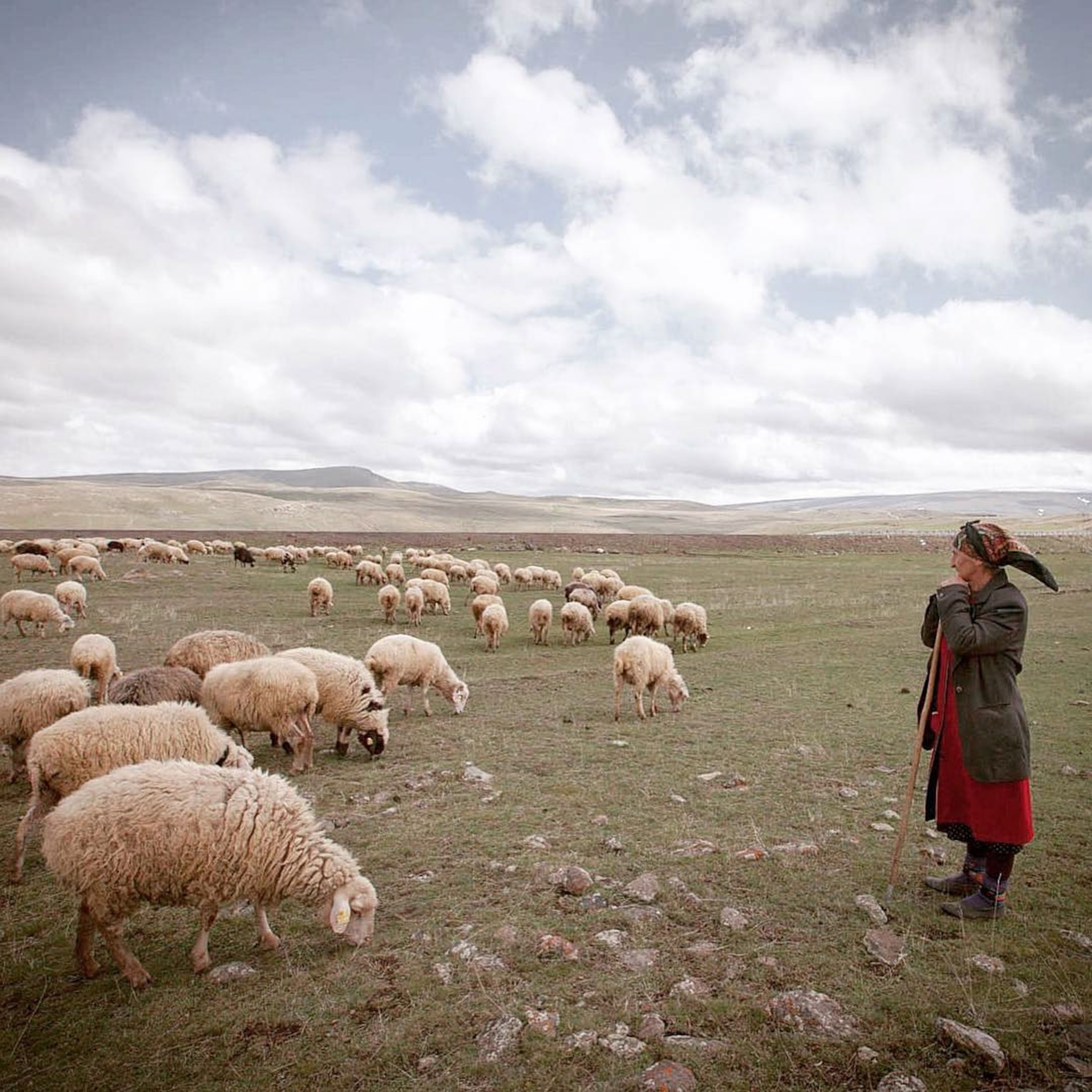 a woman tending her sheep in Georgia